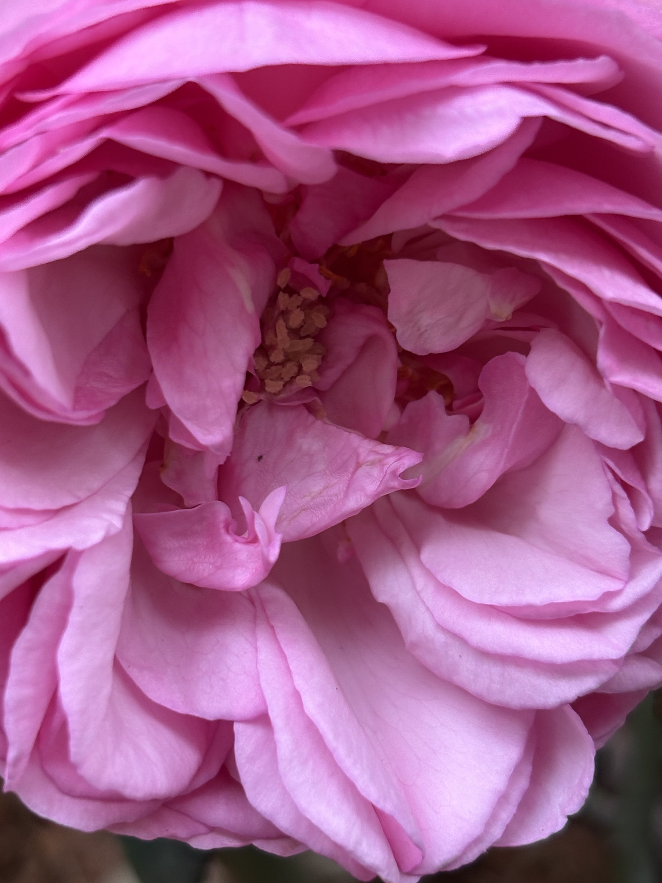 IMG_1976.jpeg