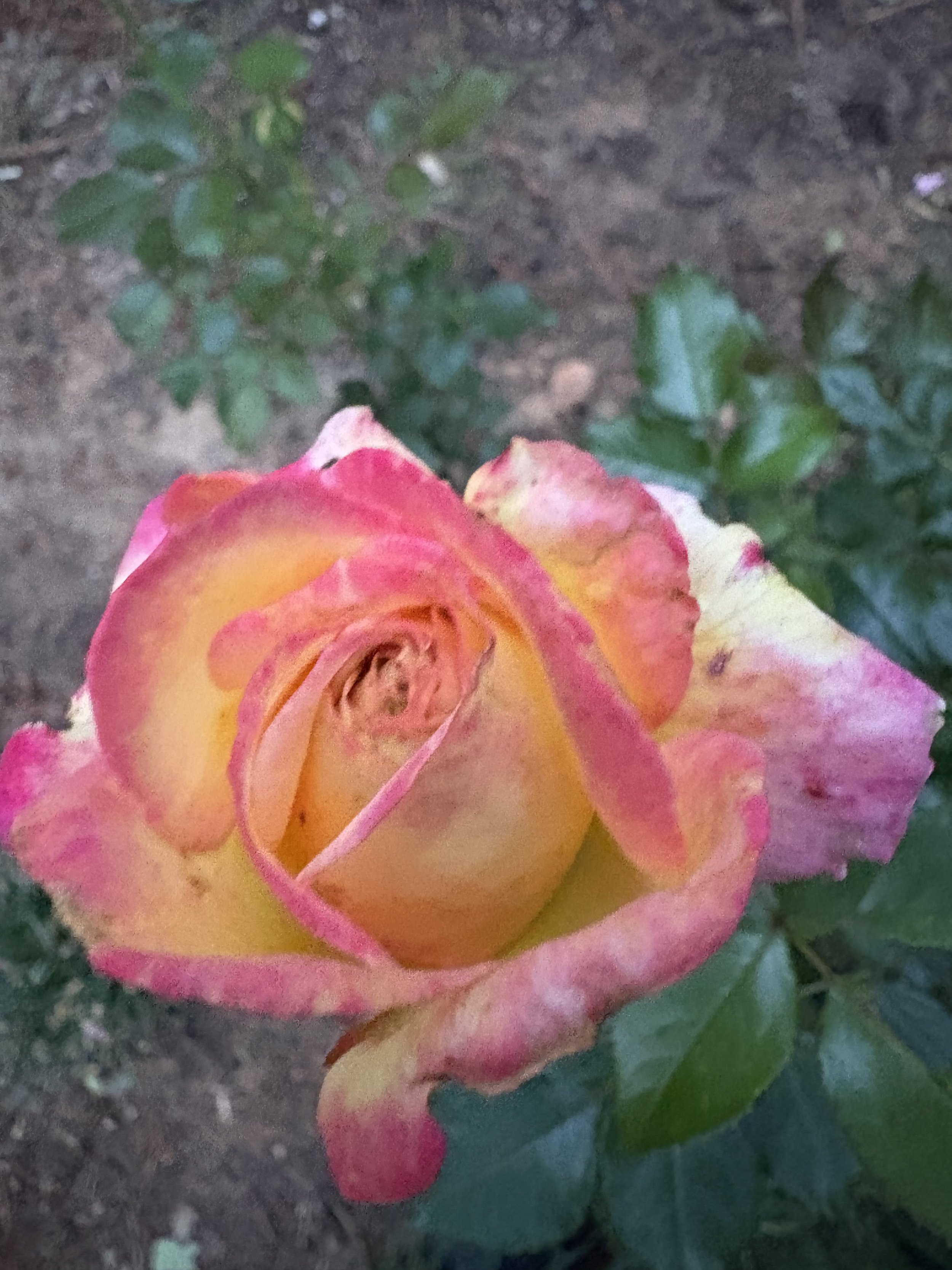 IMG_4243.jpeg