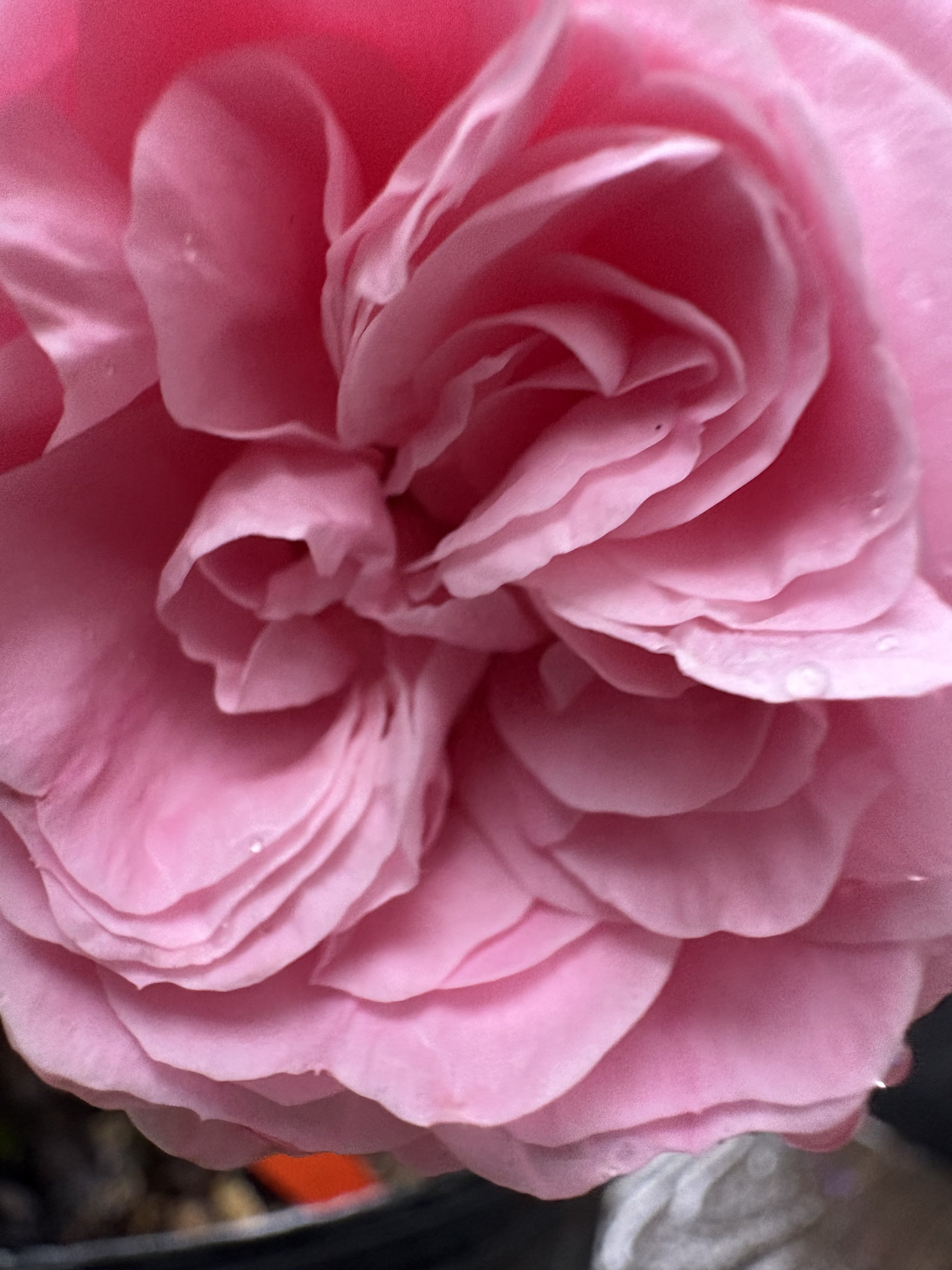 IMG_3830.jpeg