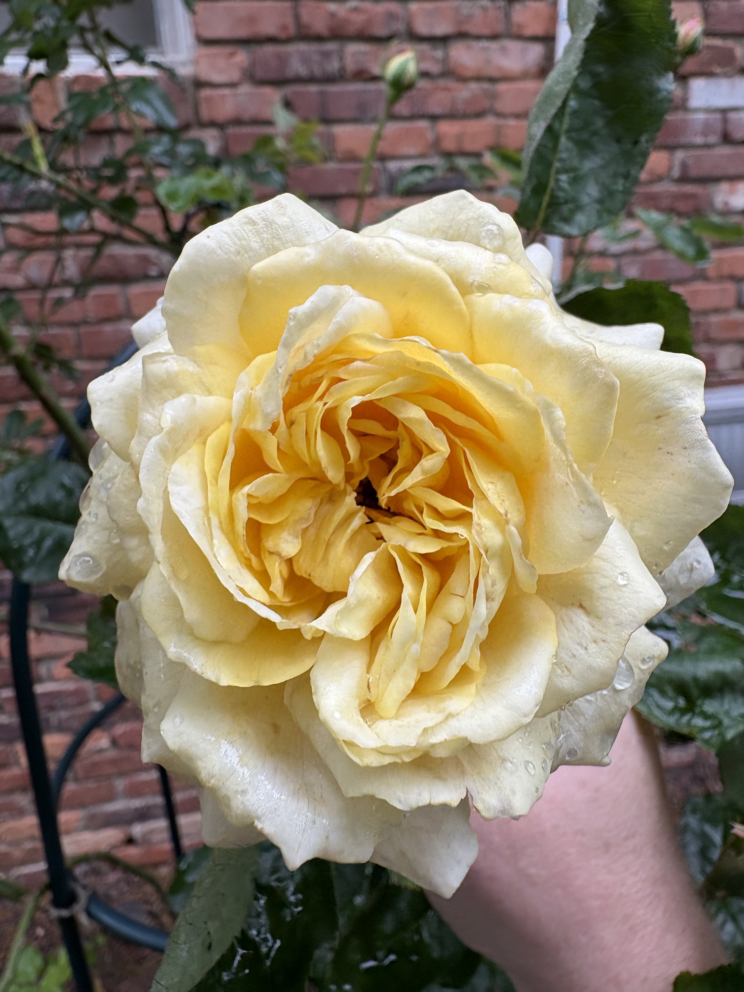 IMG_2511.jpeg