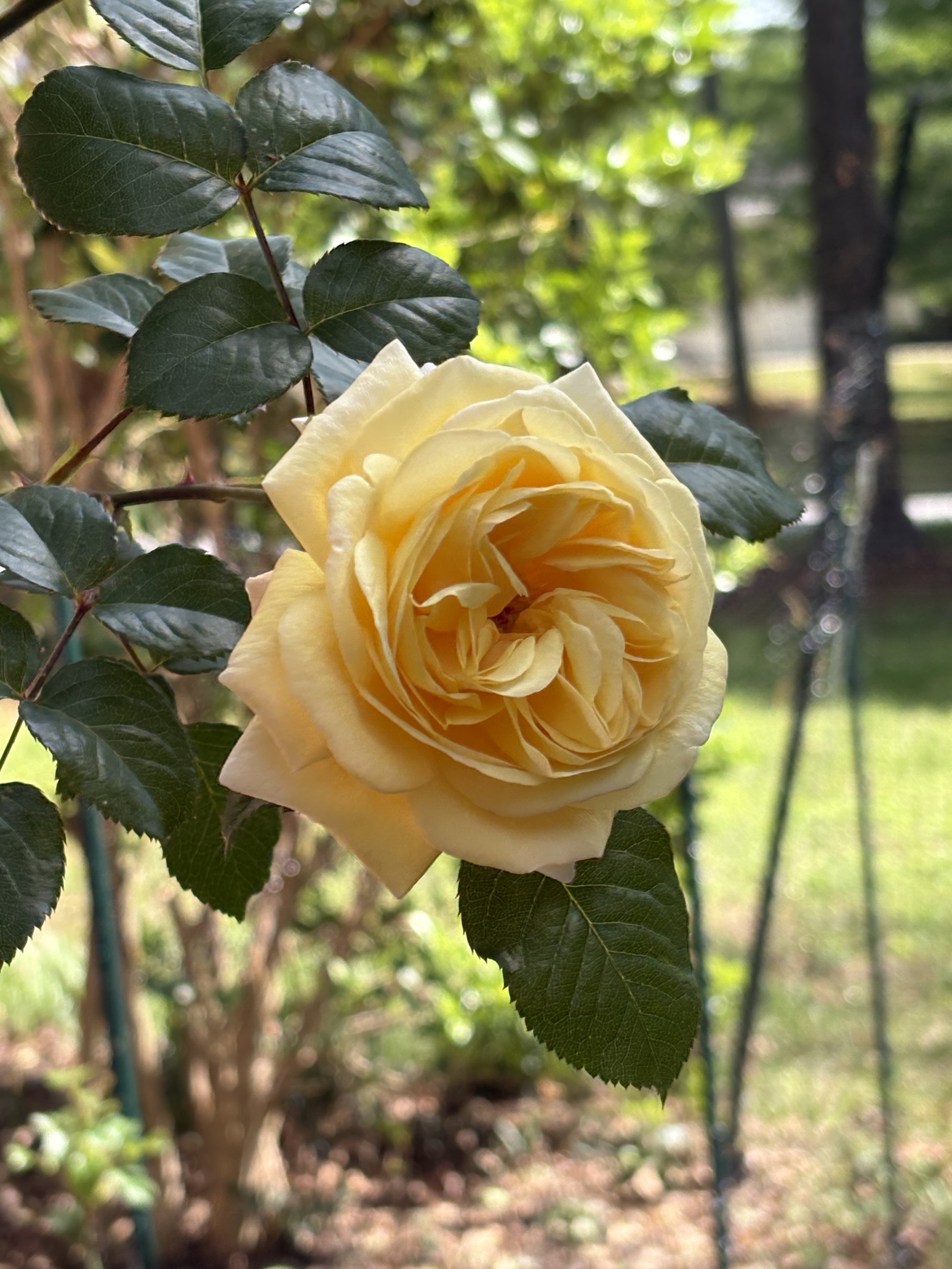 IMG_1866.jpeg