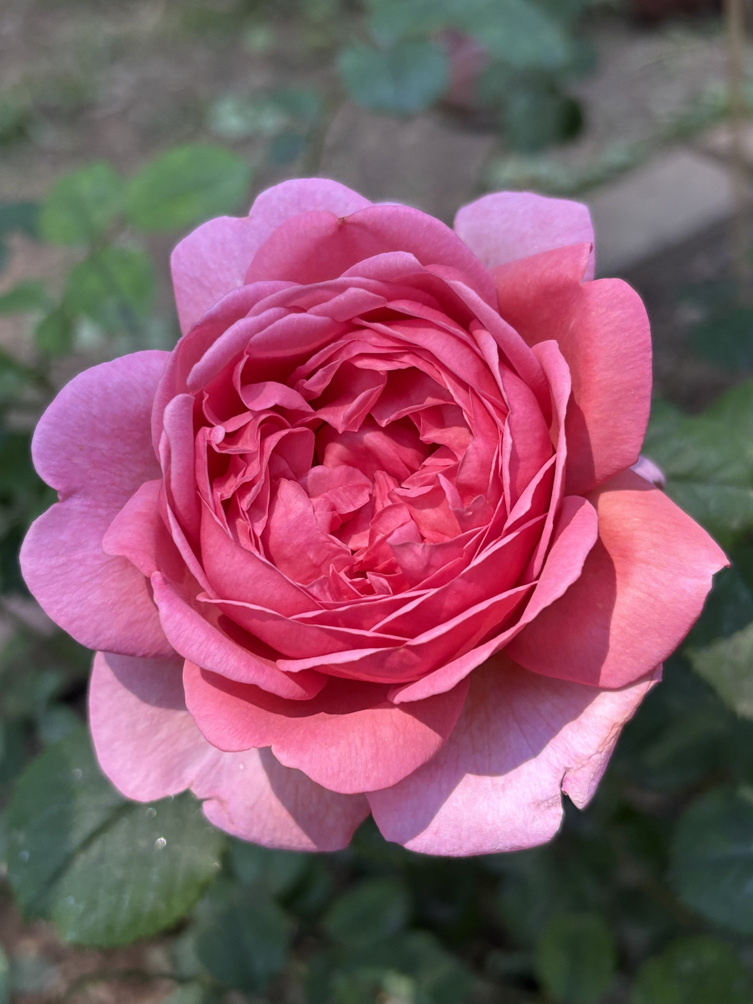 IMG_3641.jpeg