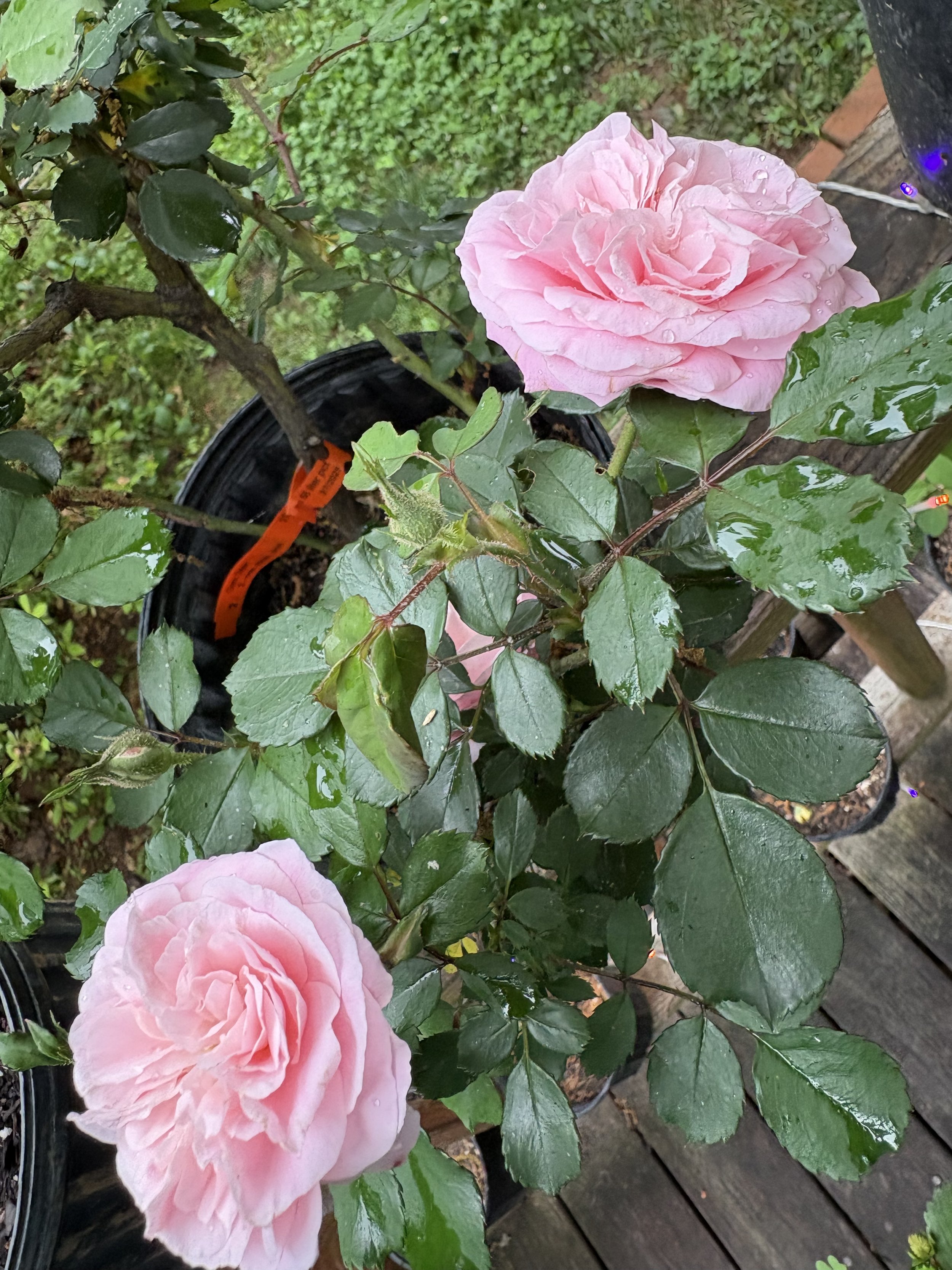 IMG_2526.jpeg