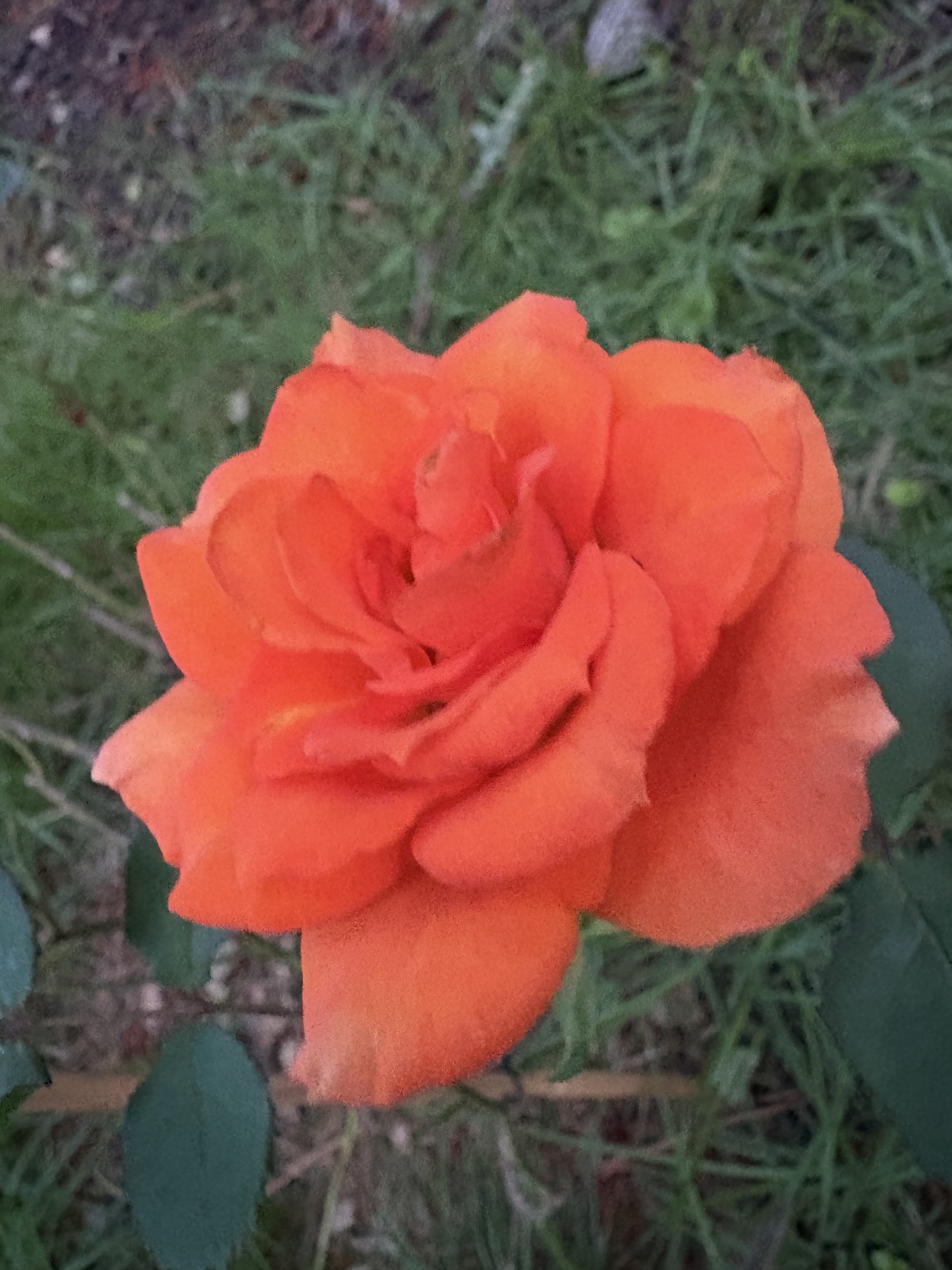 IMG_4245.jpeg