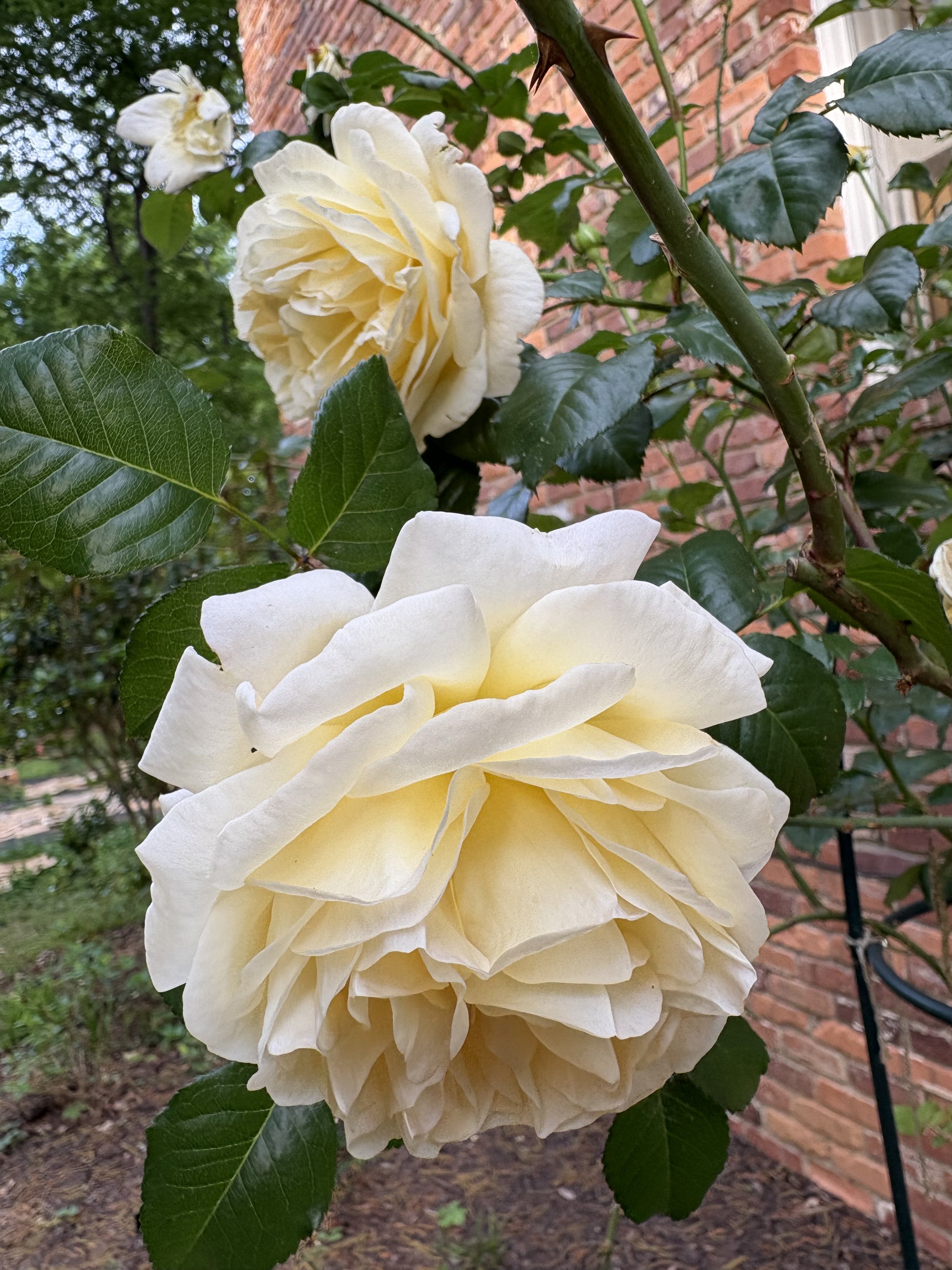 IMG_2056.jpeg