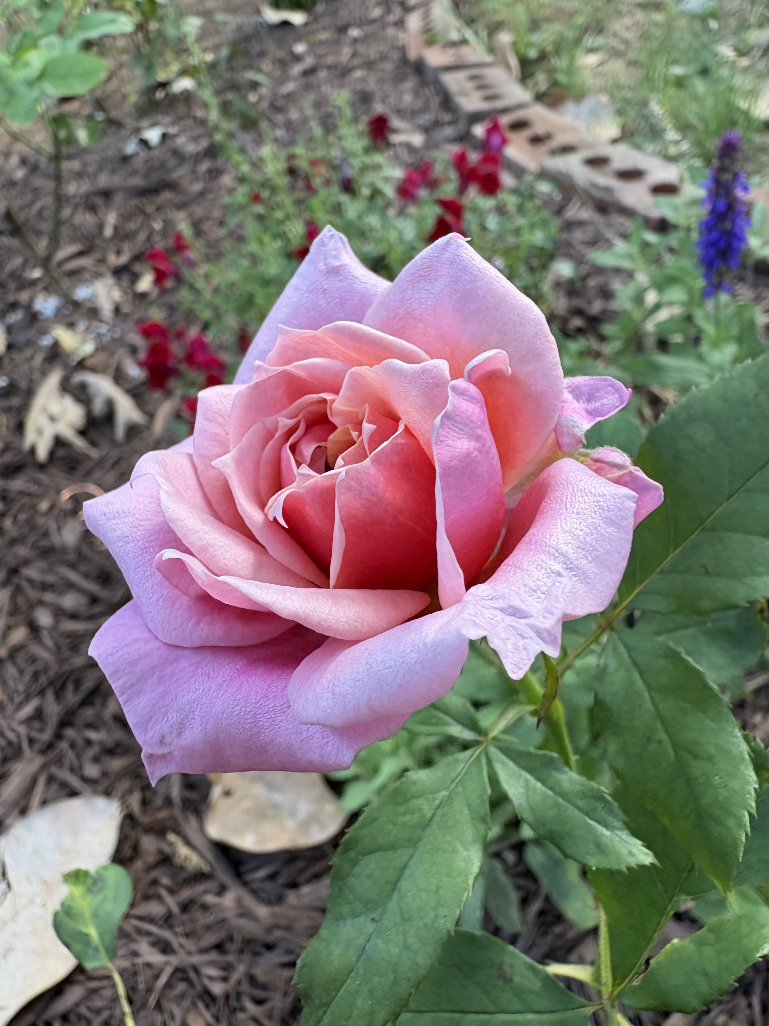 IMG_5919.jpeg