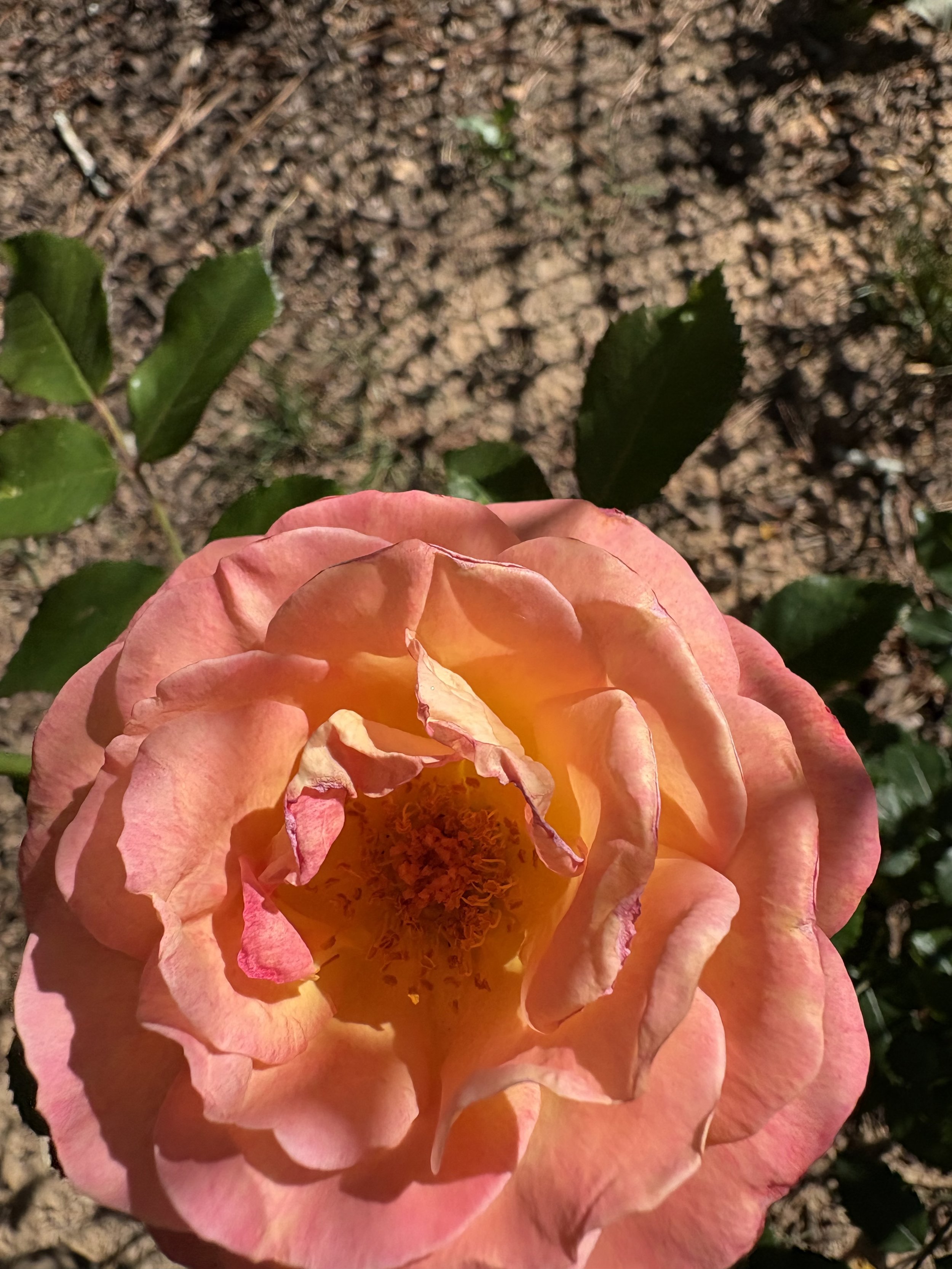 IMG_4559.jpeg