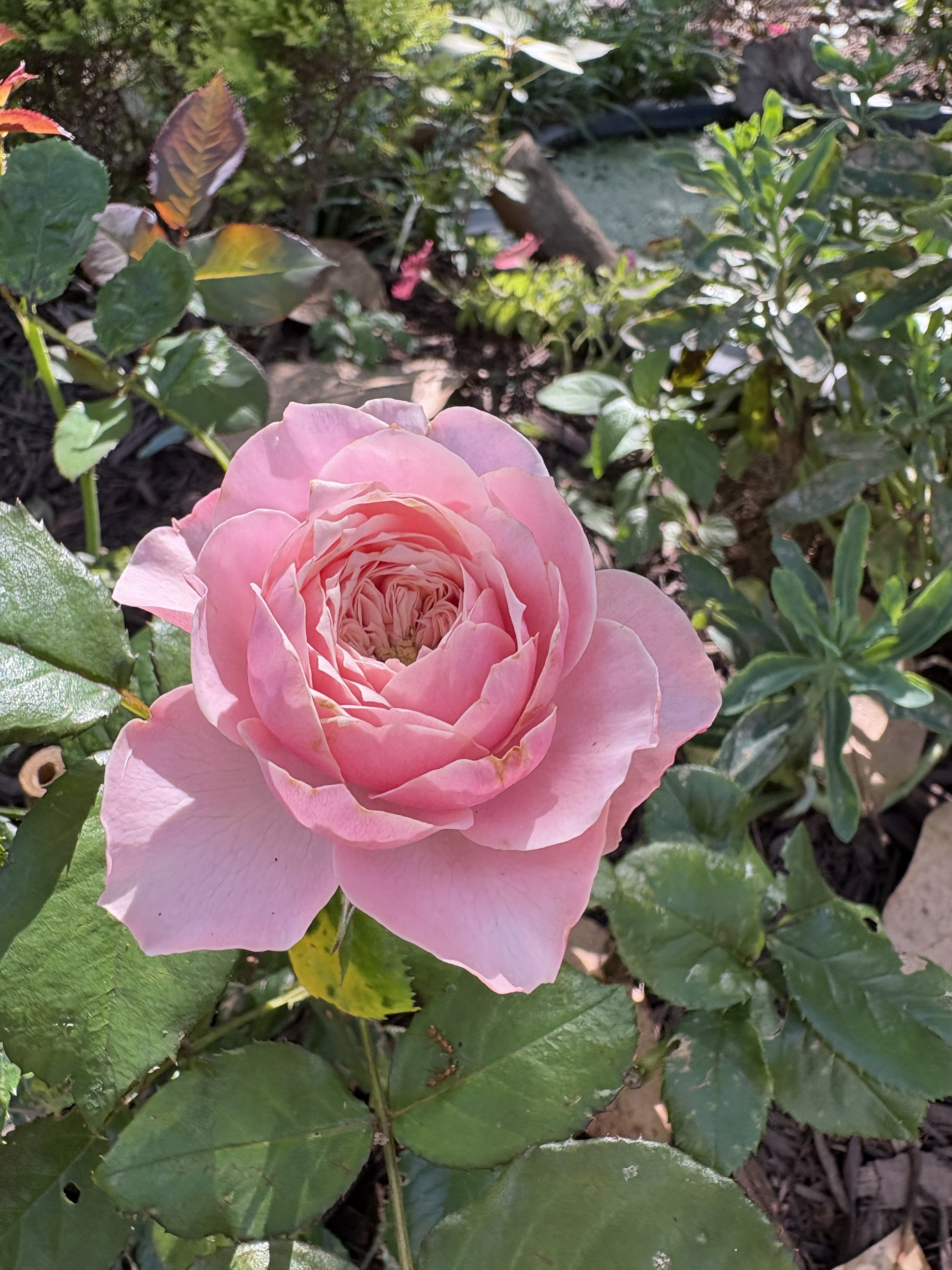 IMG_5817.jpeg