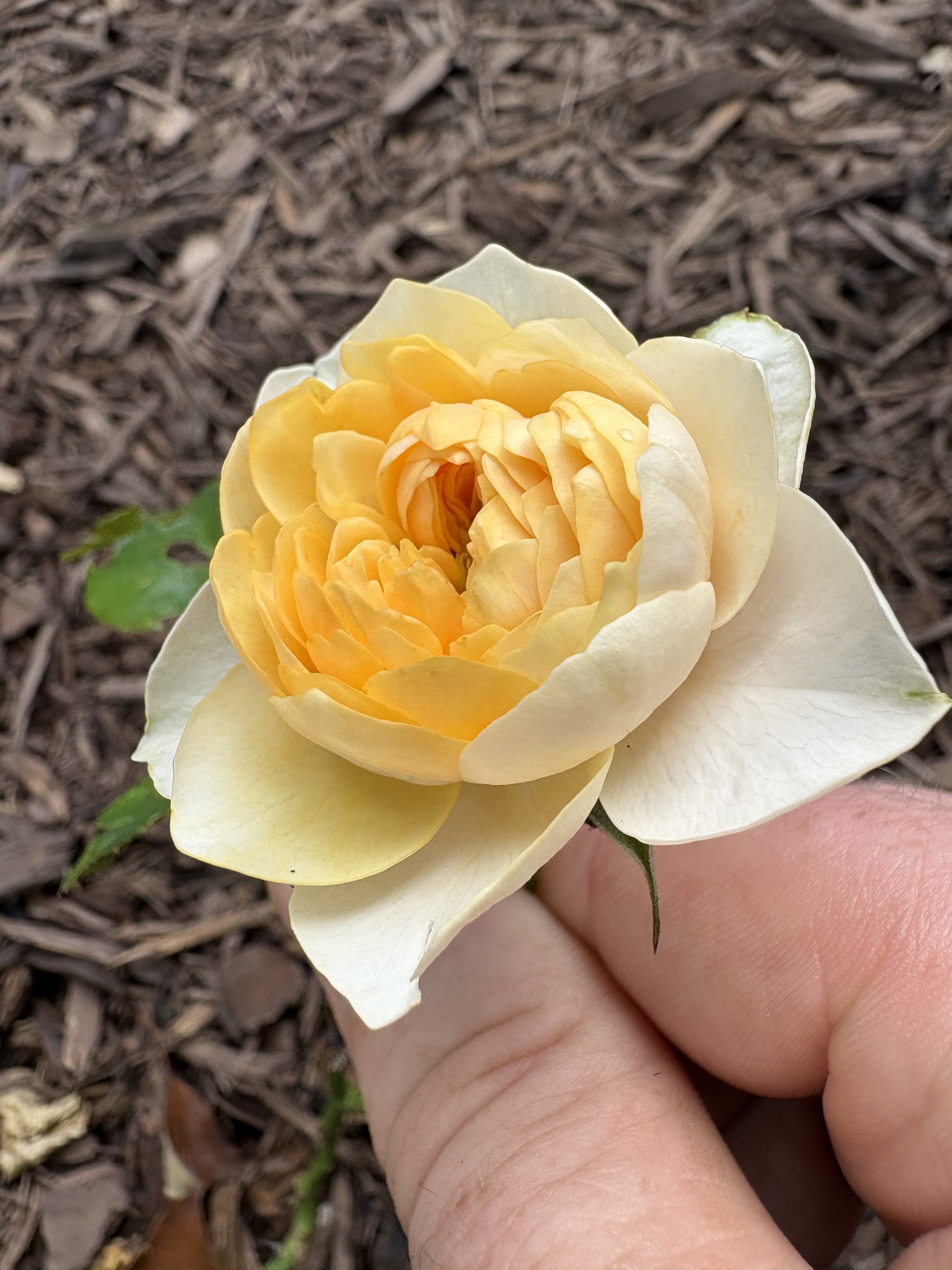 IMG_5634.jpeg
