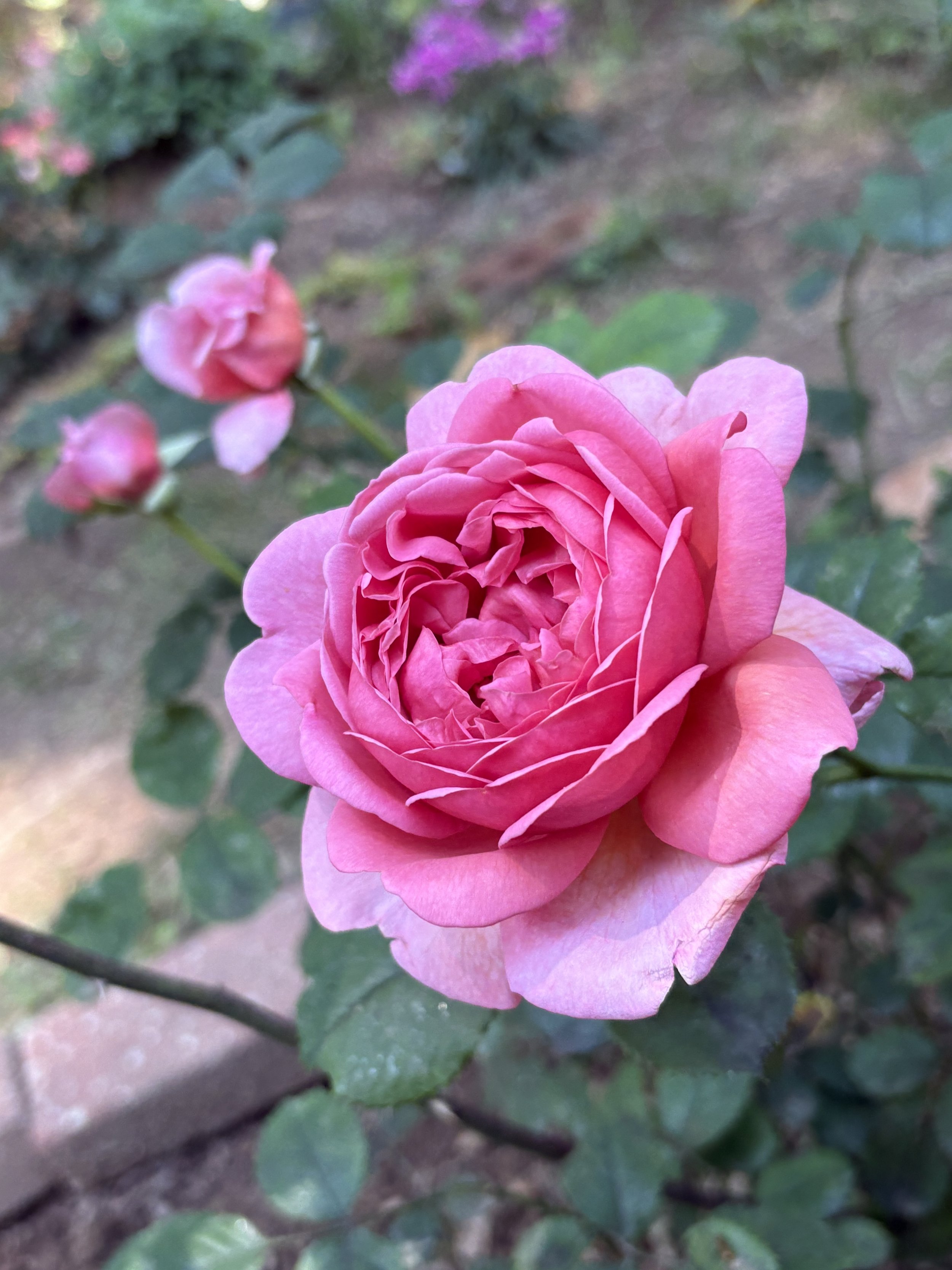 IMG_3643.jpeg