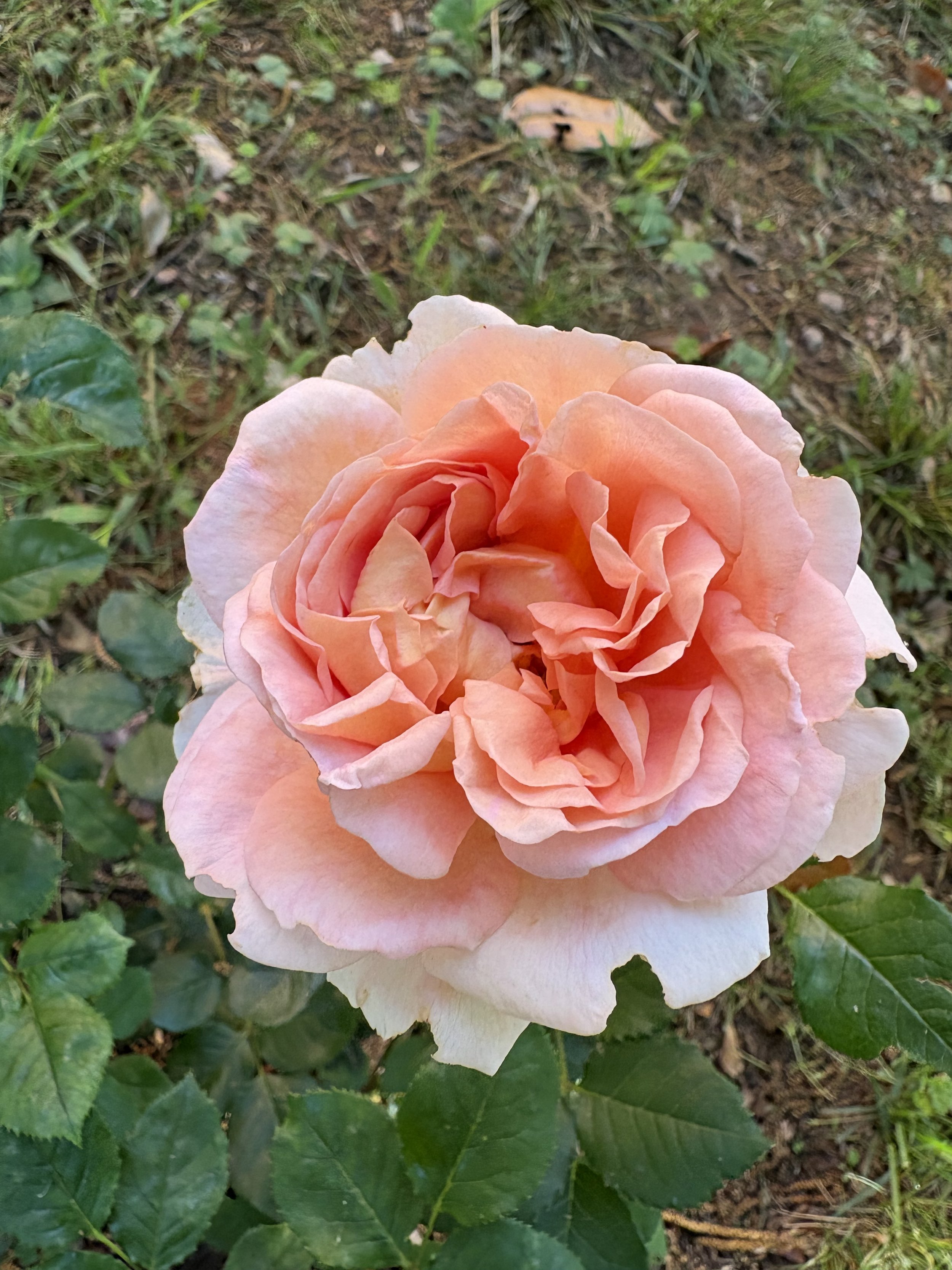 IMG_3356.jpeg