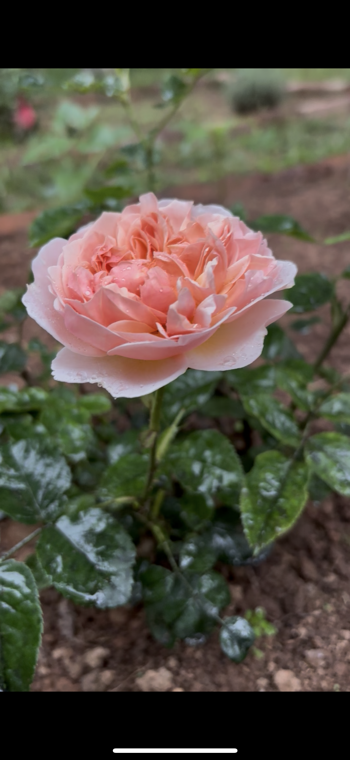 IMG_5675.png