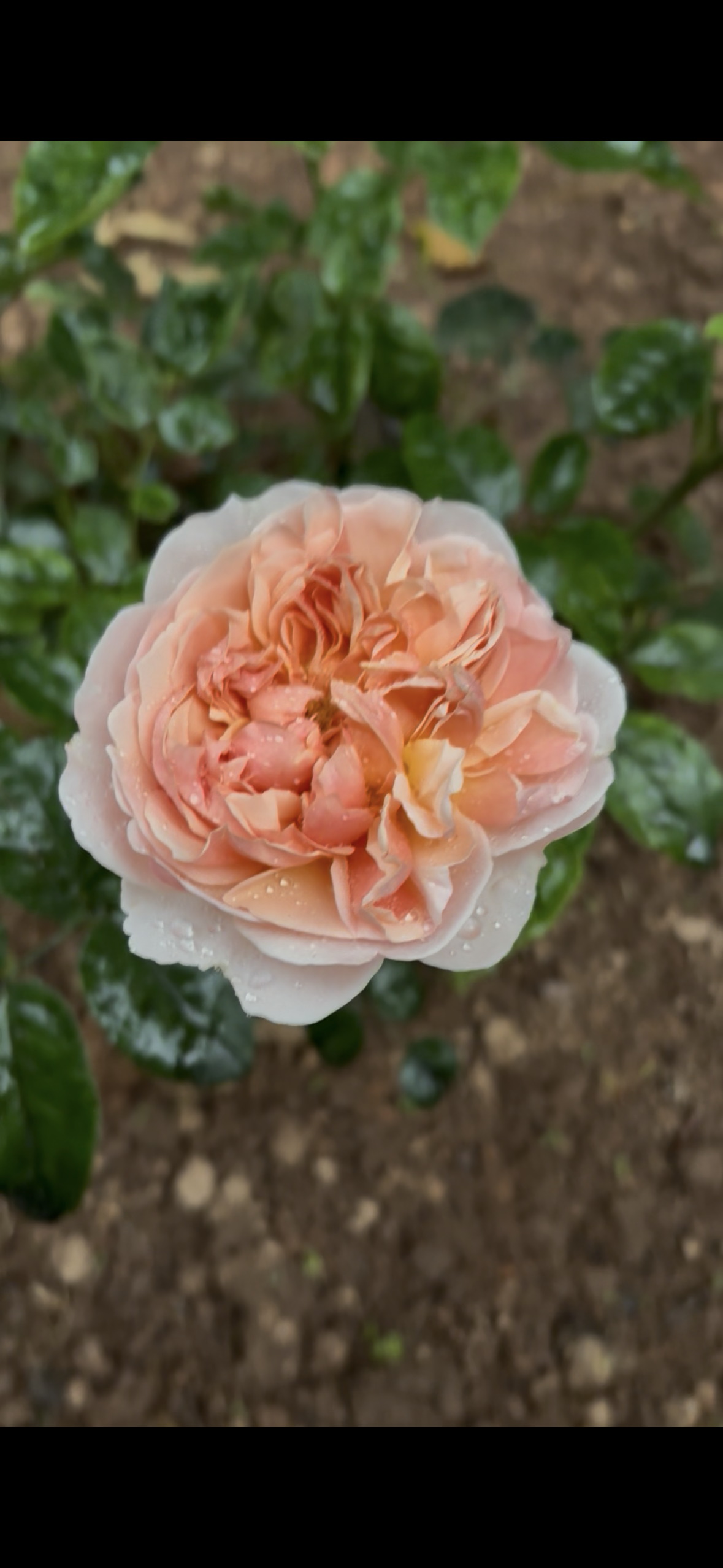 IMG_5677.png