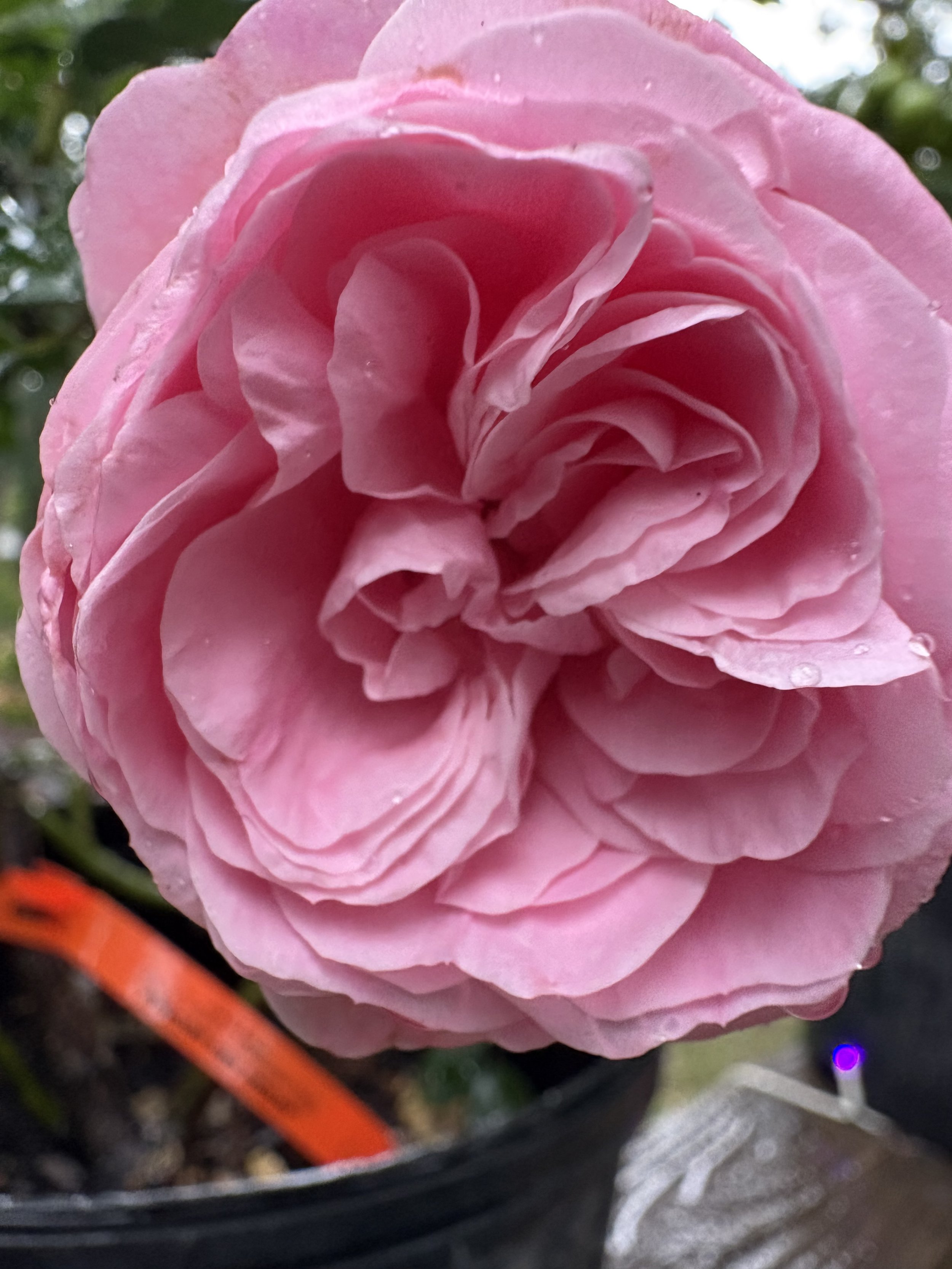 IMG_3831.jpeg
