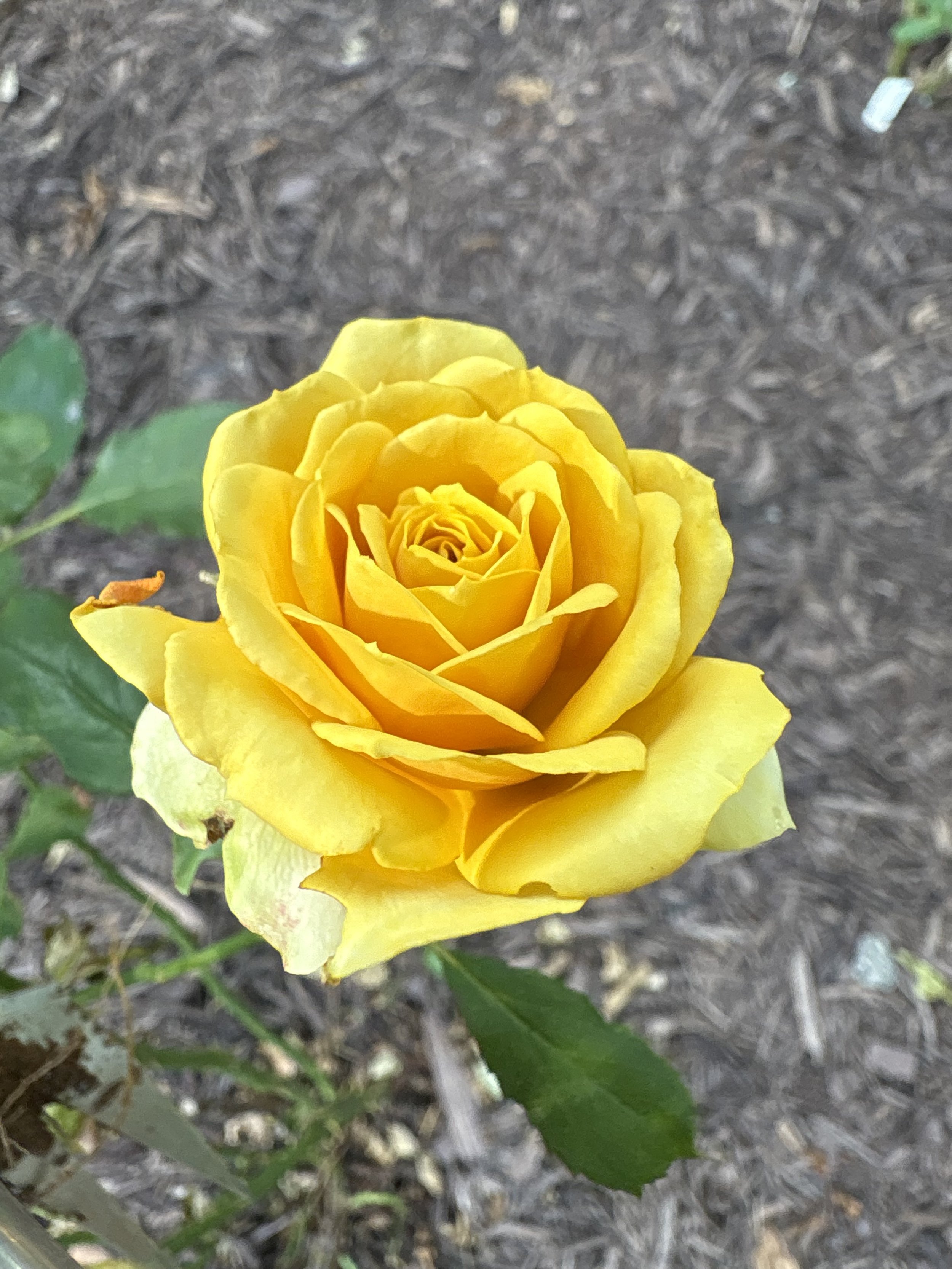 IMG_6419.jpeg