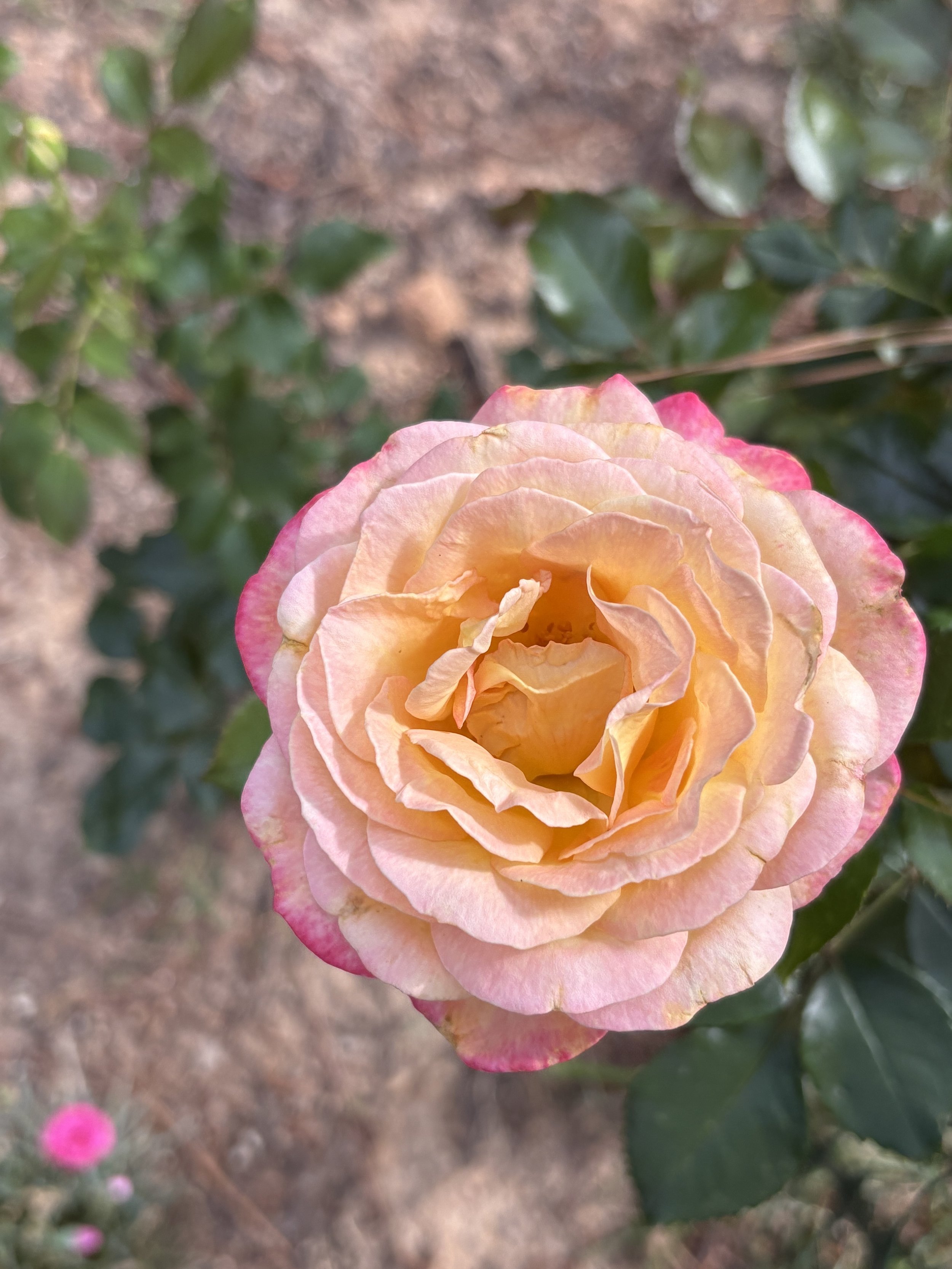 IMG_4306.jpeg
