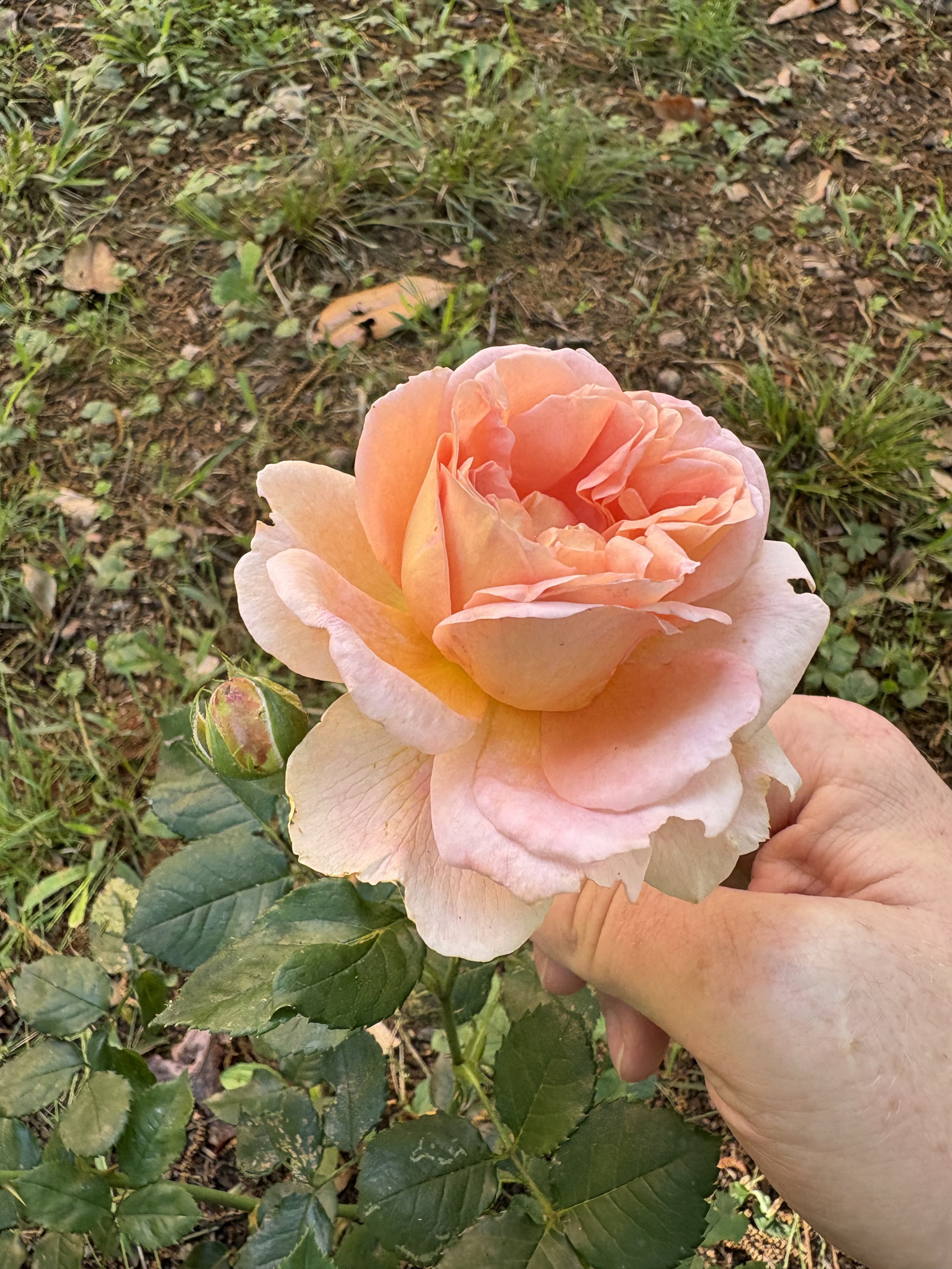 IMG_3361.jpeg
