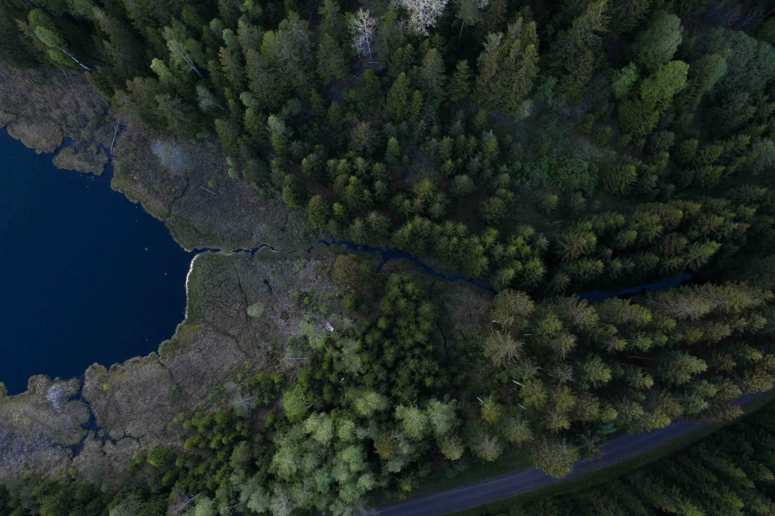 Drönarbild över skog