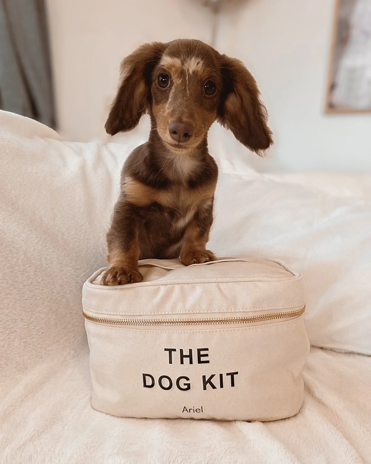 🐶 La belle @arieldoxiebaby nous d&eacute;montre aujourd&rsquo;hui &agrave; quel point le vanity est grand et spacieux. Tout ce qu&rsquo;il faut pour ranger les essentiels !

#vanity #instapet #teckelofinstagram #sac #cr&eacute;ationpersonnalis&eacut