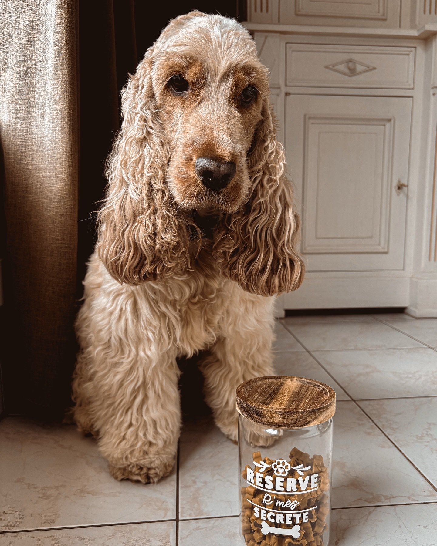 🤍 N&rsquo;est-il pas magnifique ? &Agrave; toi de deviner si je parle du bocal &agrave; friandises personnalis&eacute; ou si je parle tout simplement du cocker !

#bocal&agrave;friandises #instapet #cocker #personnalisation #madeinfrance #instadog #