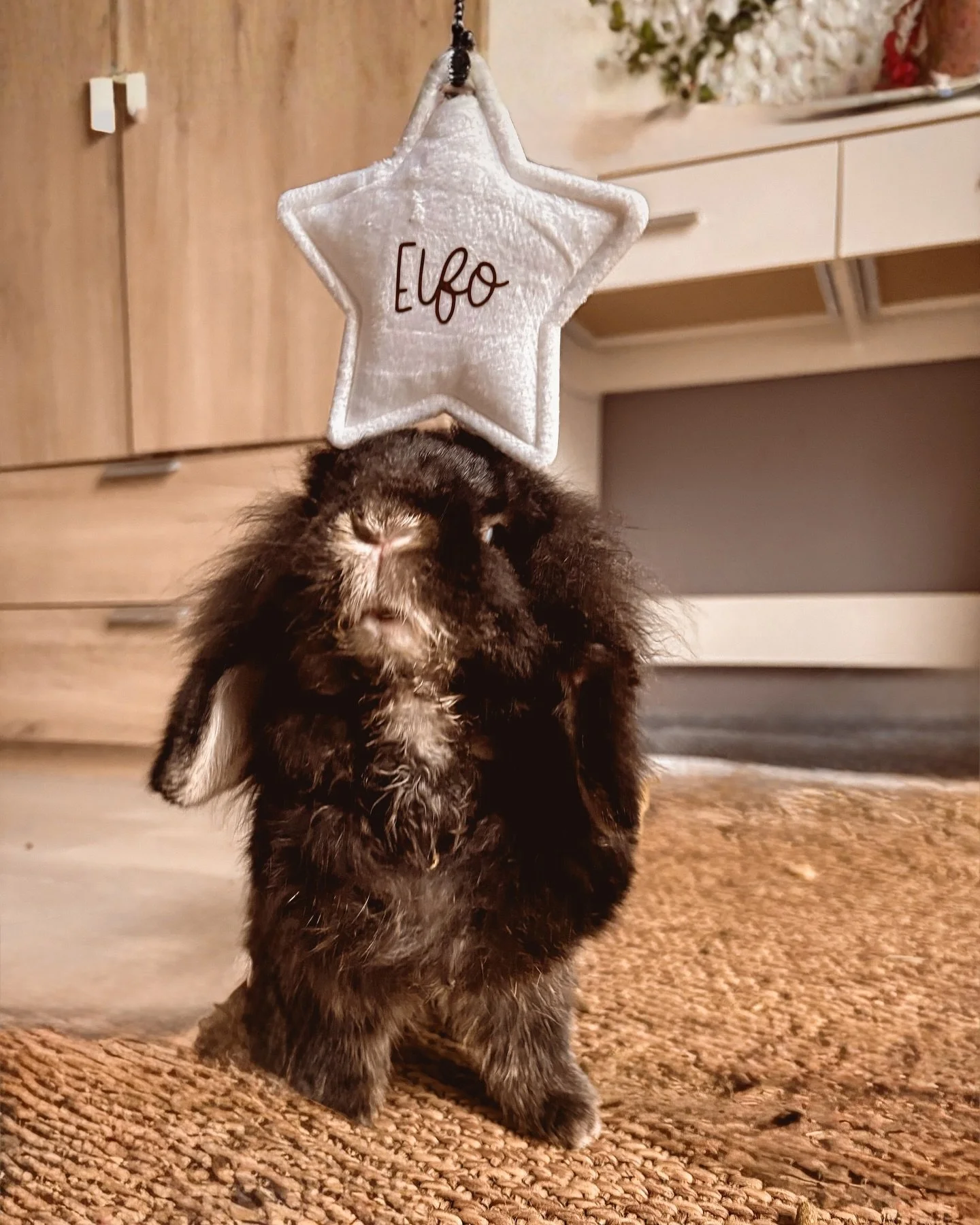 🐰 Le beau Elfo, de @pinous_life, nous pr&eacute;sente sa belle &eacute;toile de No&euml;l 🎄 personnalis&eacute;e rien que pour lui !

#smallbusiness #id&eacute;ecadeau #sapindeno&euml;l #d&eacute;coration #christmas