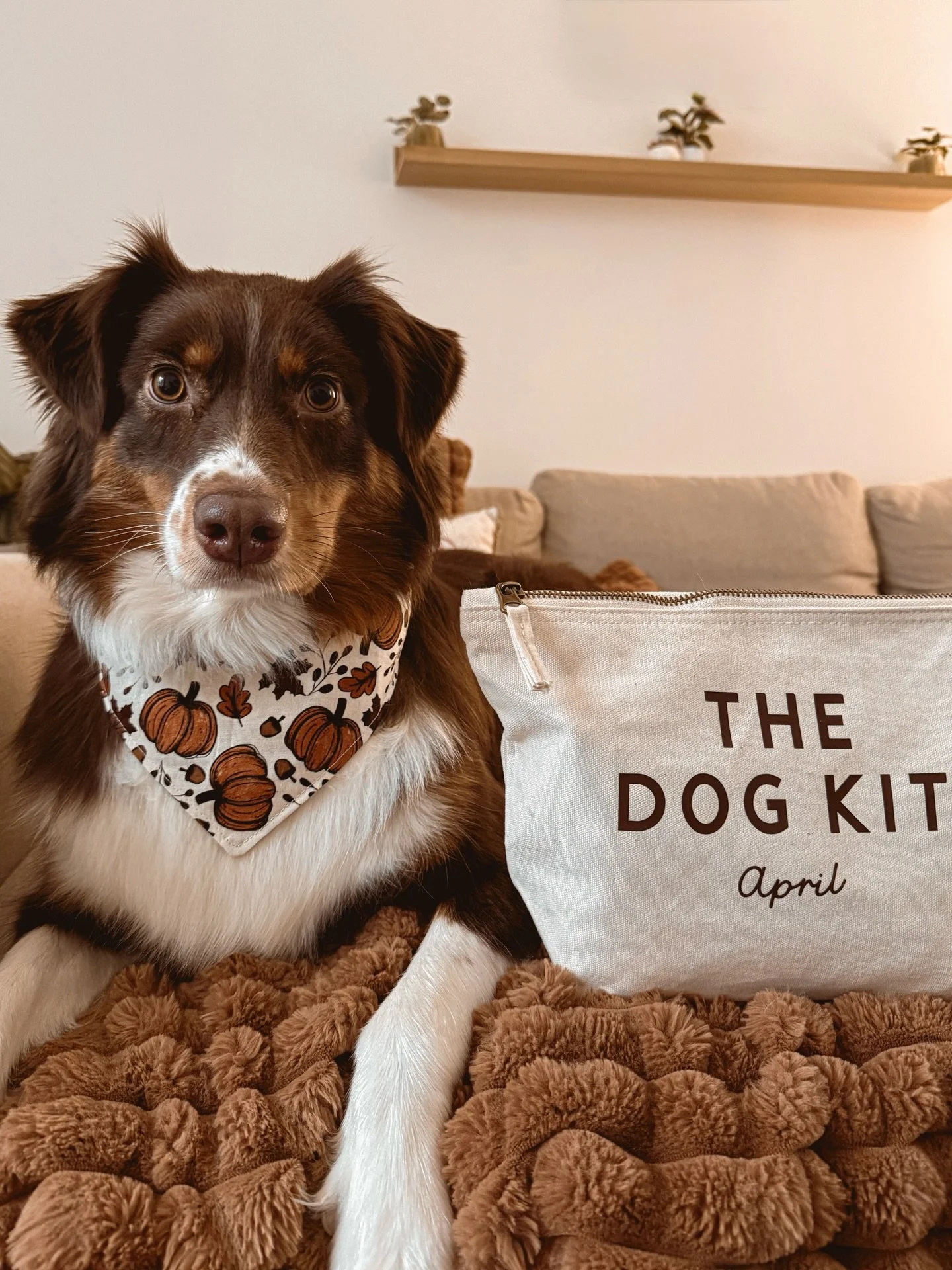 👝 Aujourd&rsquo;hui, @april.bergeraustralien nous pr&eacute;sente sa belle trousse de soins !

Dedans, elle y range :

&bull; Shampooing 
&bull; Parfum
&bull; Brosse 
&bull; Lingettes
&bull; Bandages

La trousse a une capacit&eacute; de stockage &ea