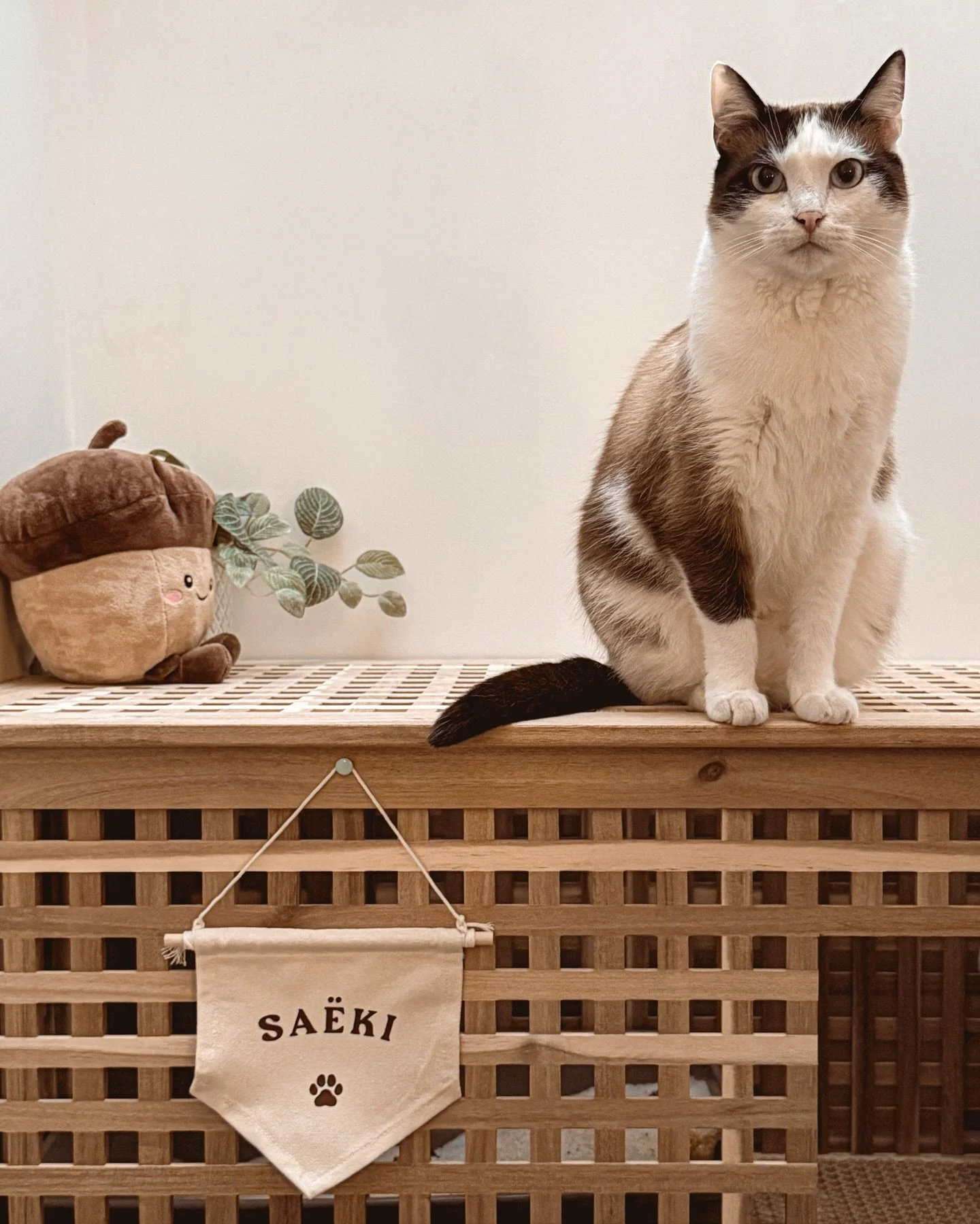 🏳️ Et si chaque espace de ta maison avait enfin son identit&eacute;&hellip; inscrite avec style.

Une banni&egrave;re personnalis&eacute;e, c&rsquo;est bien plus qu&rsquo;un simple accessoire : c&rsquo;est une petite touche d&eacute;co qui raconte u
