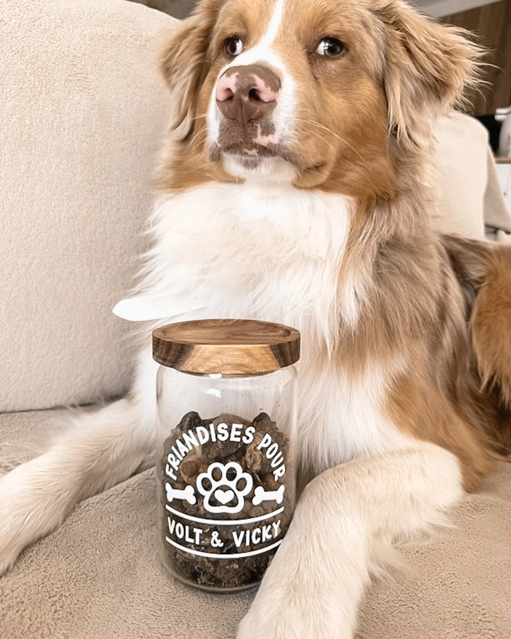 Un chien de race berger australien avec une tête brune et blanche, allongé sur un canapé beige, avec un bocal en verre devant lui, contenant des friandises pour chien, portant un label avec un motif de patte et du texte en français.