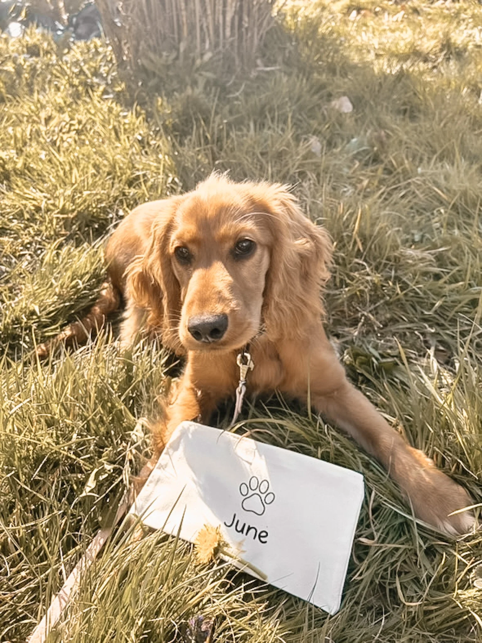 Un chiot golden retriever allongé dans l'herbe avec une étiquette indiquant juin.