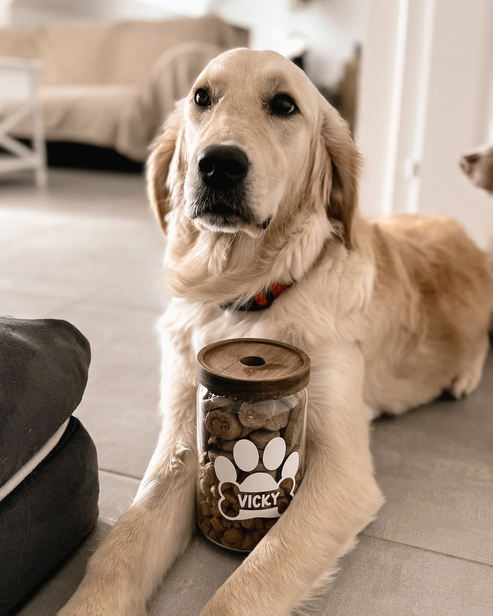 Un chien Golden Retriever allongé sur le sol avec une boîte à biscuits en verre portant le nom VICKY posé devant sa patte, dans une pièce intérieure.