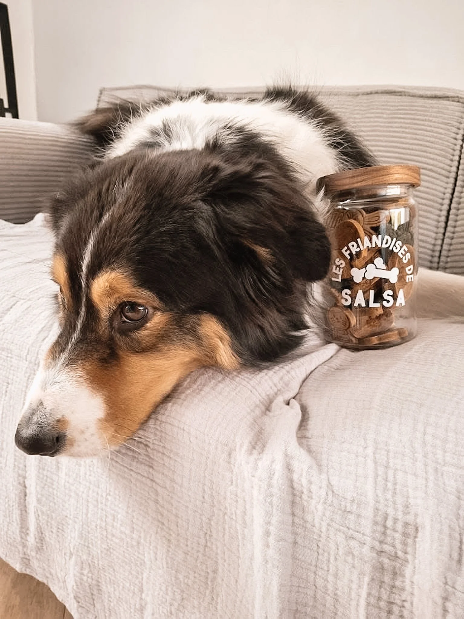 Un chien à moitié allongé sur un canapé avec un pot de biscuits à côté, le pot a une étiquette 'Les friandises de salsa'.