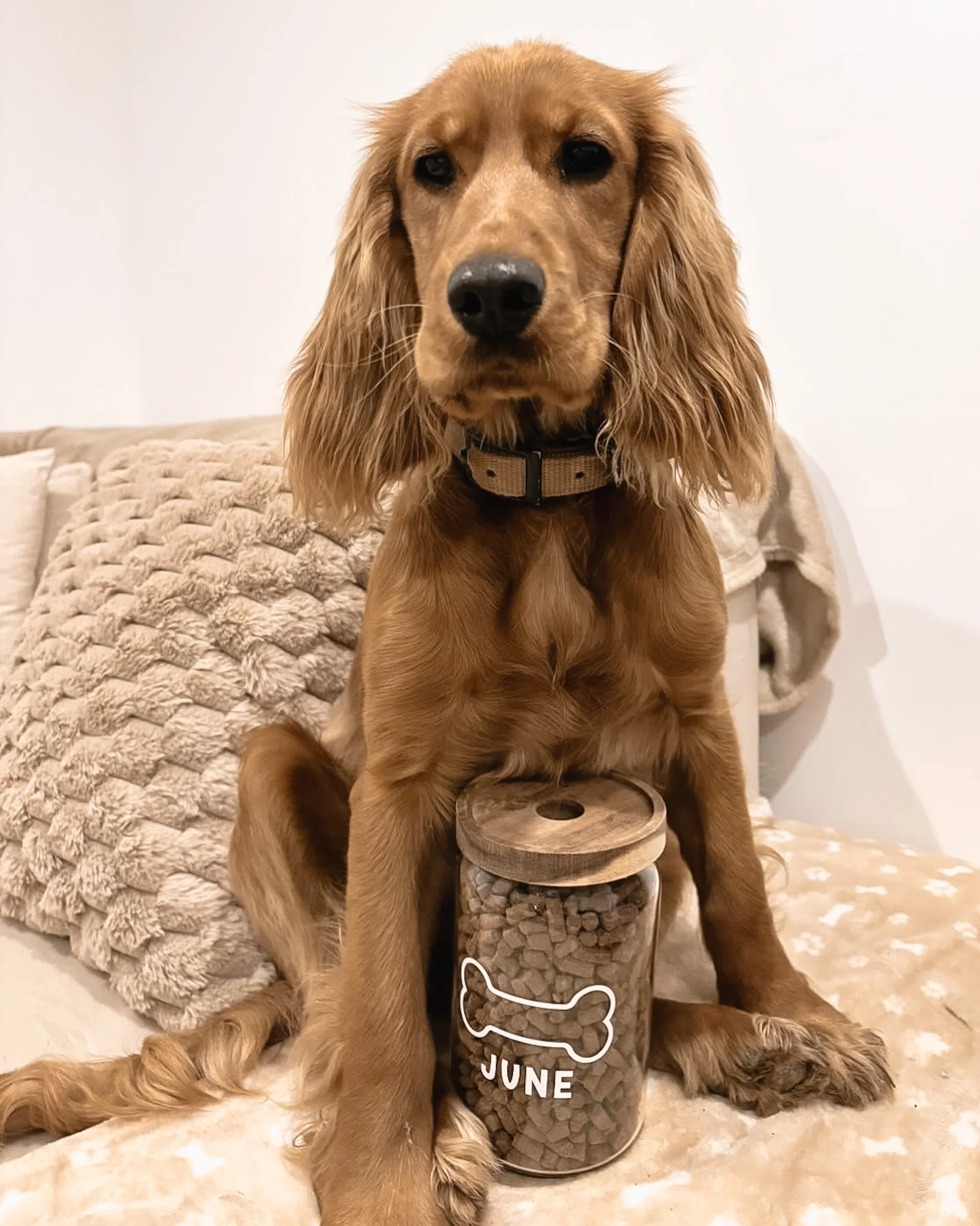 Un chien de race braque d'Auvergne avec une fourrure de couleur sable, portant un collier beige, assis derrière un bocal en verre rempli de croquettes, avec une étiquette en forme d'os qui indique le mois de juin.