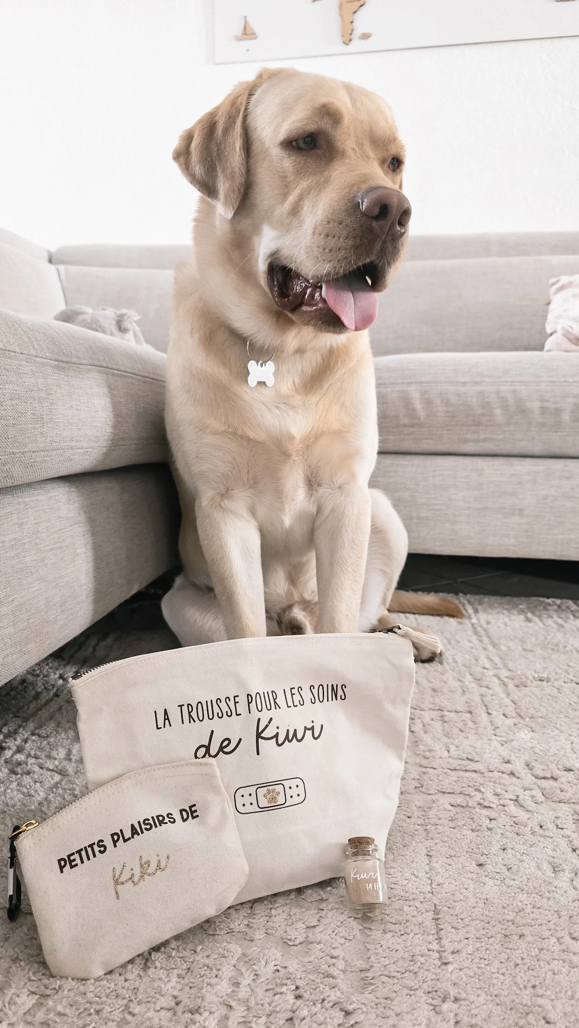 Un chien de type Labrador assis à côté de deux sacs de rangement et d'une petite bouteille, dans un salon. Le chien a un collier avec un médaillon en forme d'os.