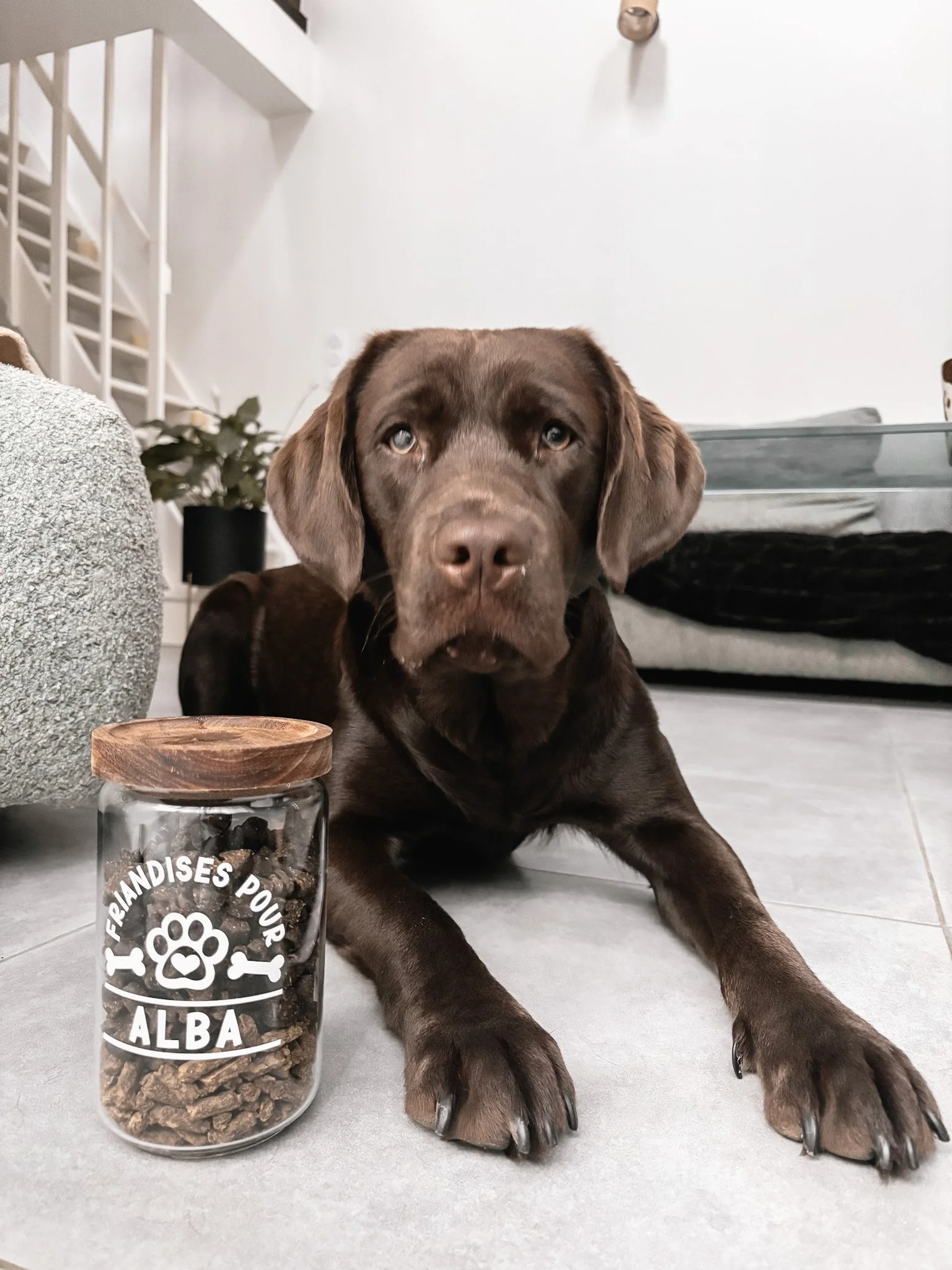 Chiot Labrador chocolate allongé sur le sol avec un bocal de friandises à côté, dans une maison moderne.