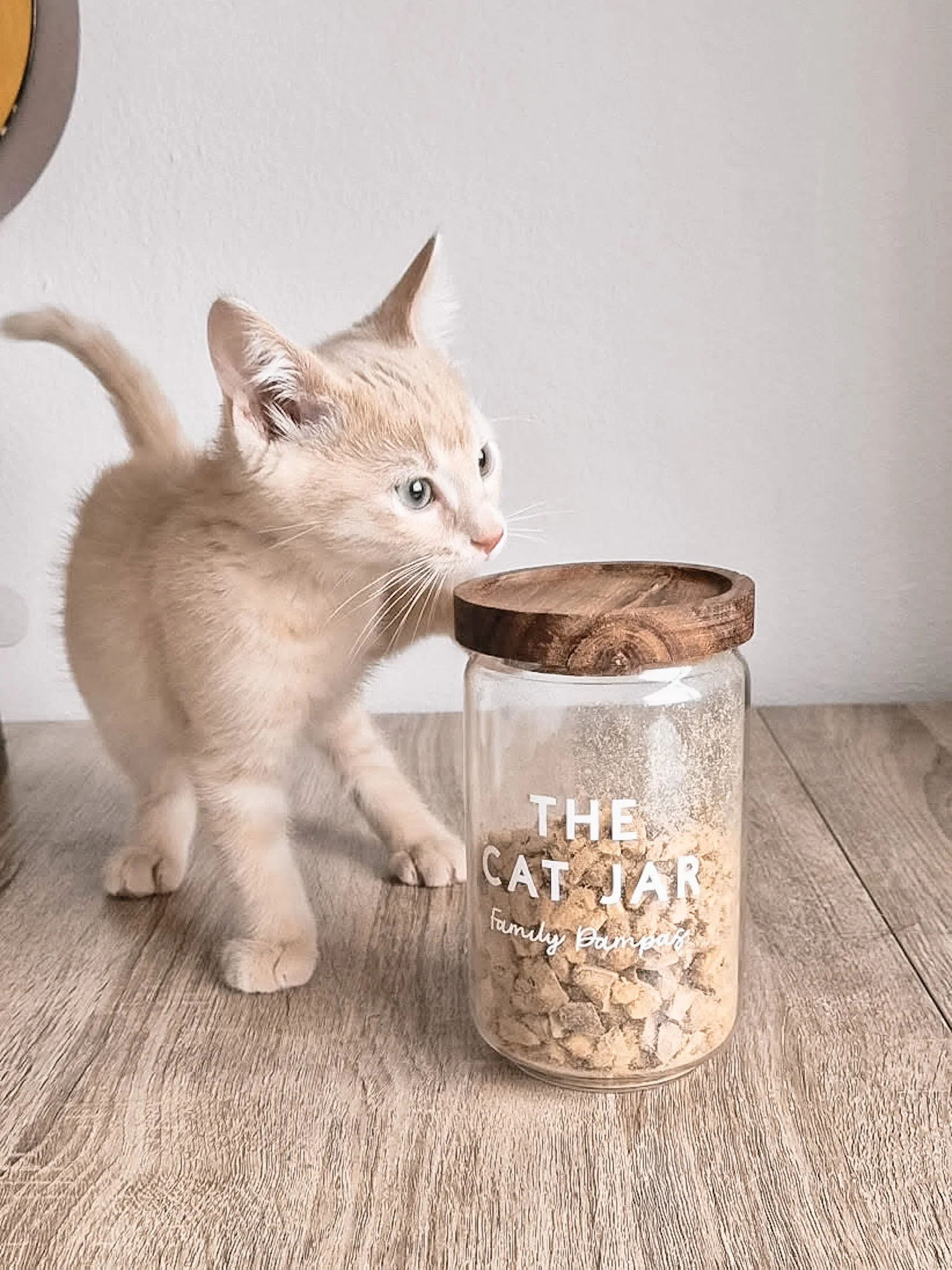 Un chaton beige avec des yeux bleus regarde une jarre en verre appelée "The Cat Jar" remplie de gâteries ou biscuits pour chats, avec un couvercle en bois, placé sur une surface en bois