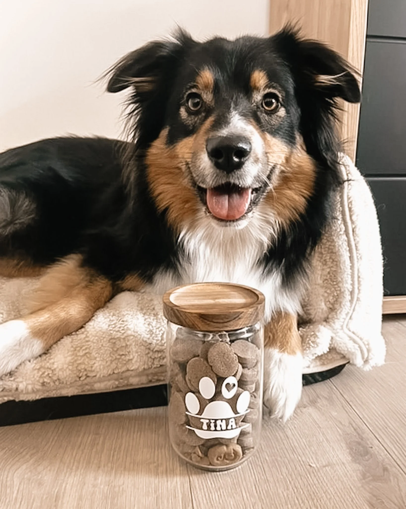 Un chien de race berger australien couchant sur un coussin beige, avec un pot en verre contenant des biscuits pour chien et personnalisé avec le nom Tina, à côté de lui, dans une pièce intérieure.