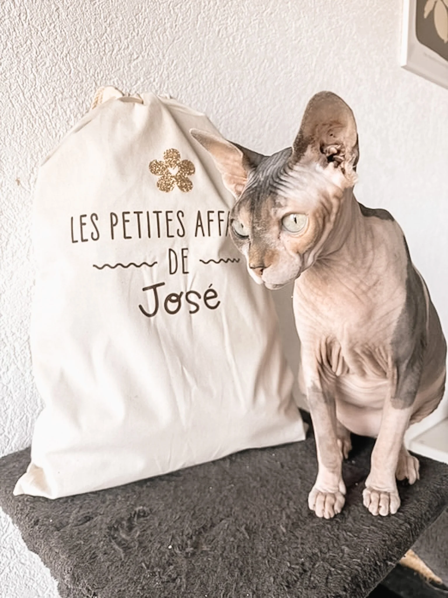 Un chat sphynx assis à côté d'un sac avec l'inscription en français "Les petites affaires de José"