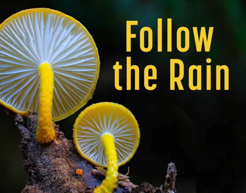Follow the Rain