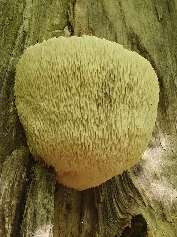 Have you seen this Fungus?