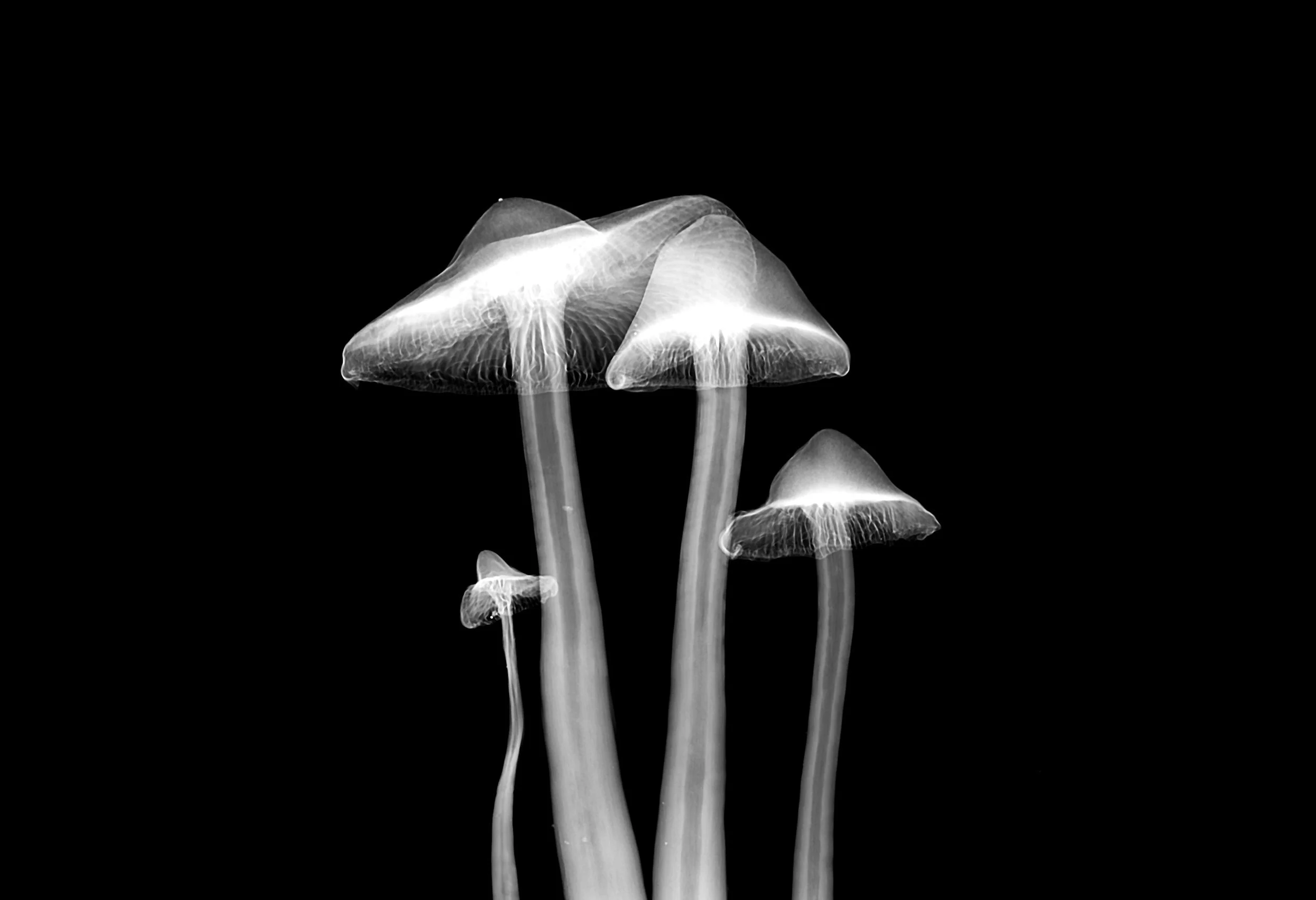 How can mushrooms help clean up the River Wye? 
