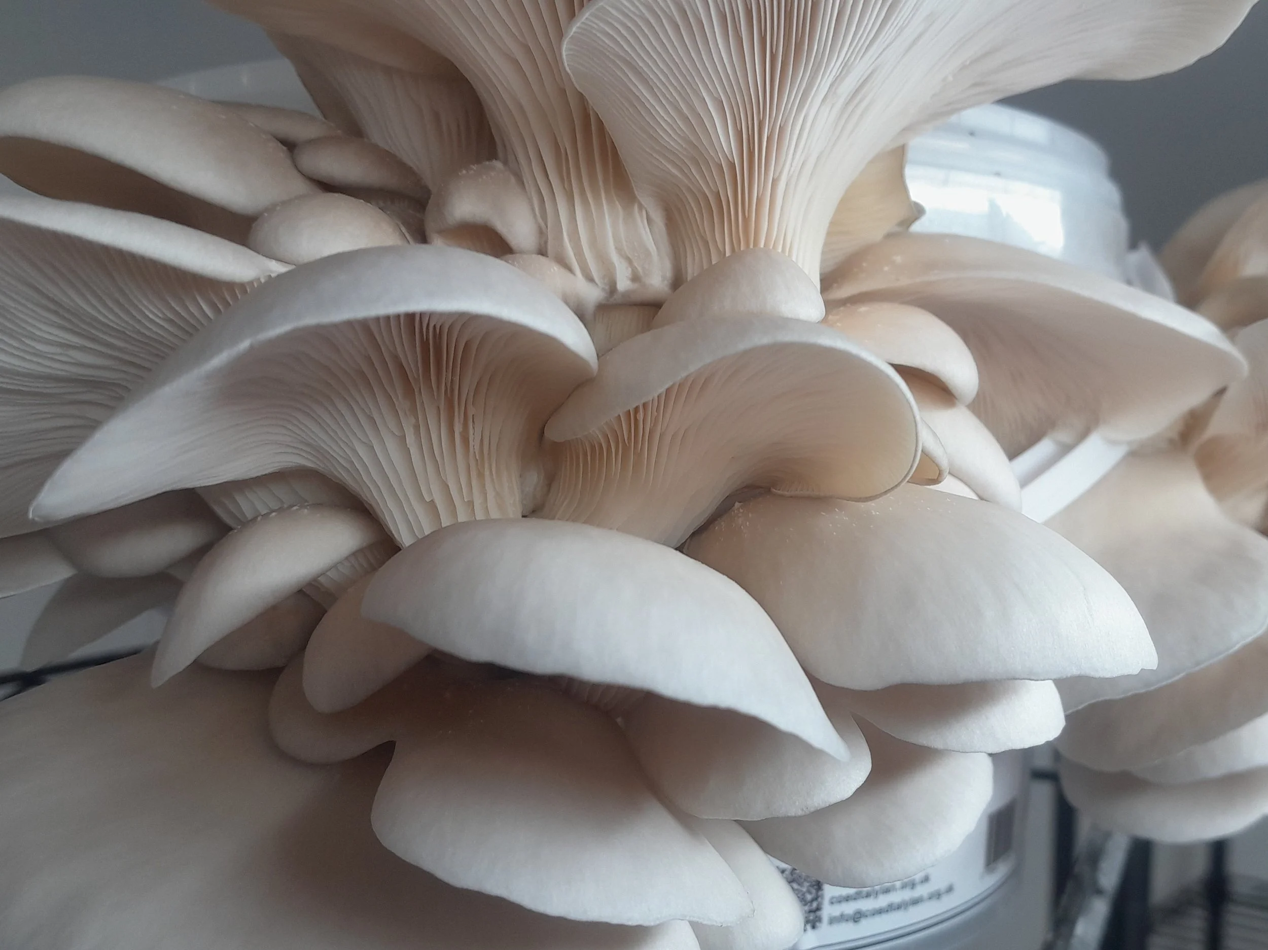 Introduction to Mushroom Growing