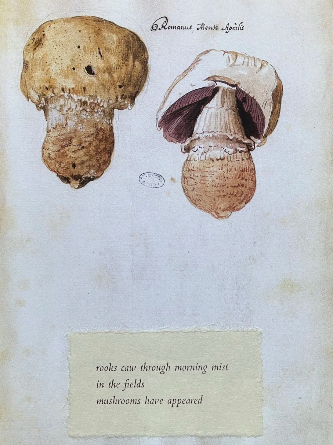 Mushrooms in Print