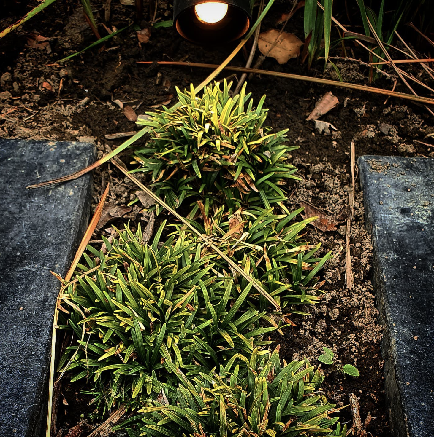 Three green bushes growing in a garden bed between two stone borders, under a small outdoor light.