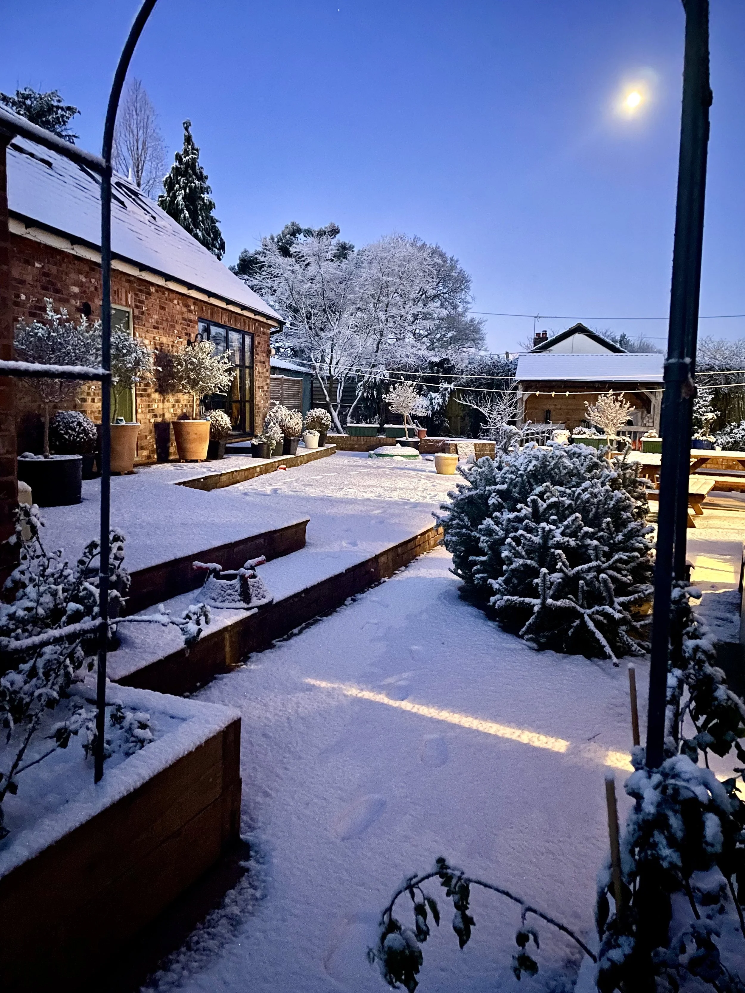 A snow-covered backyard with potted plants, bushes, and trees, illuminated by outdoor lighting in the evening, with a clear sky and visible moon.