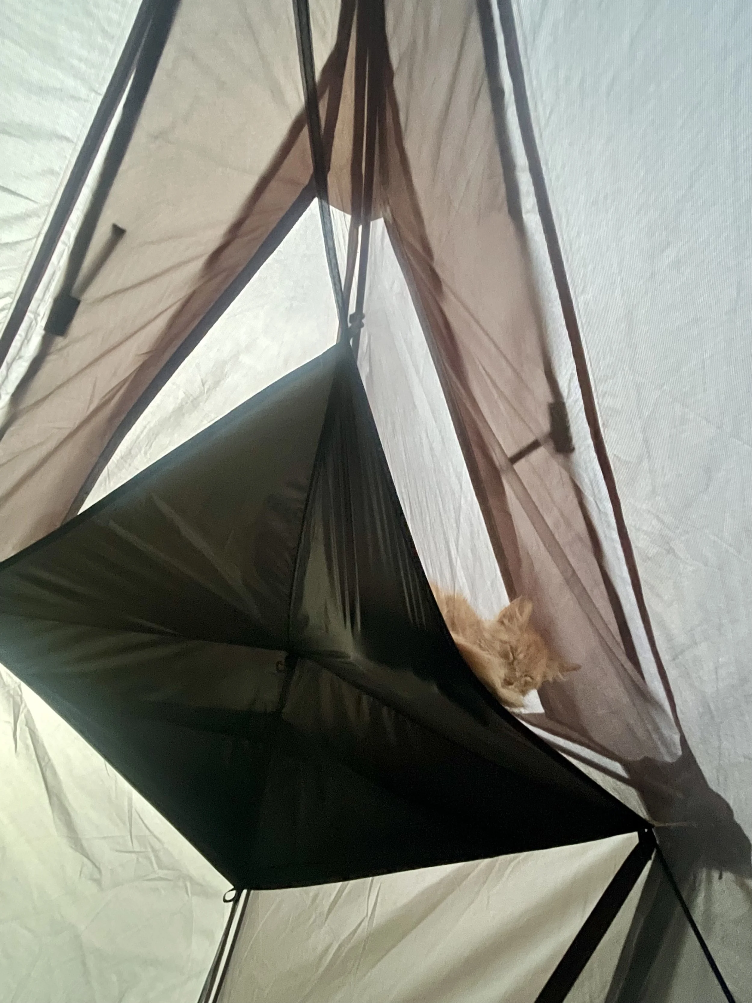 Decathlon simond tent with a cat sleeping