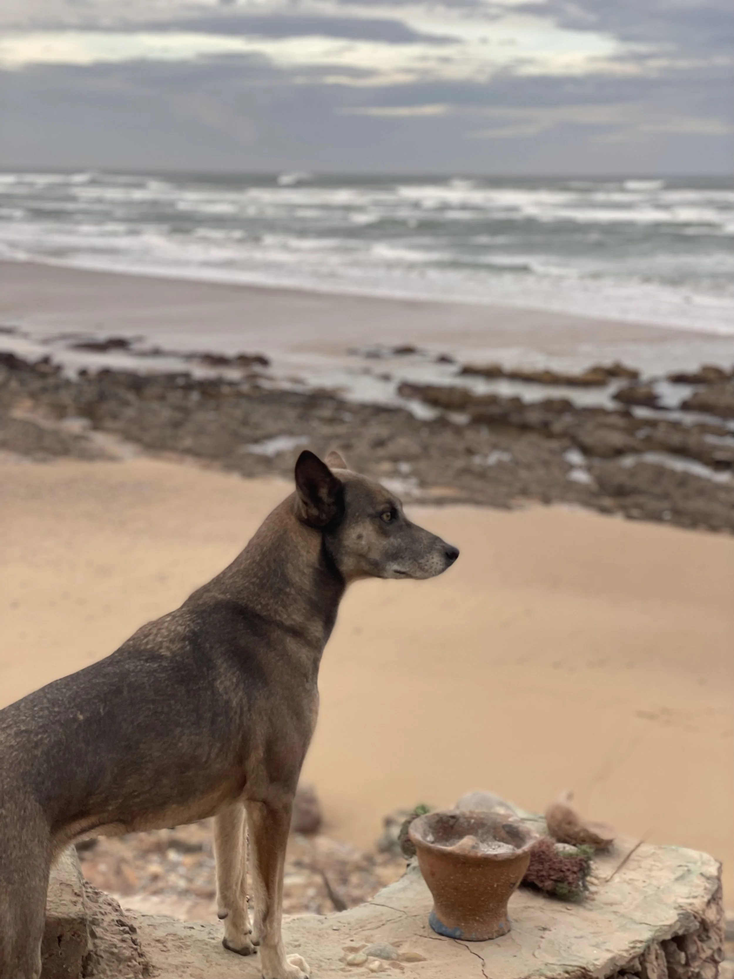 Dog looking at the sea