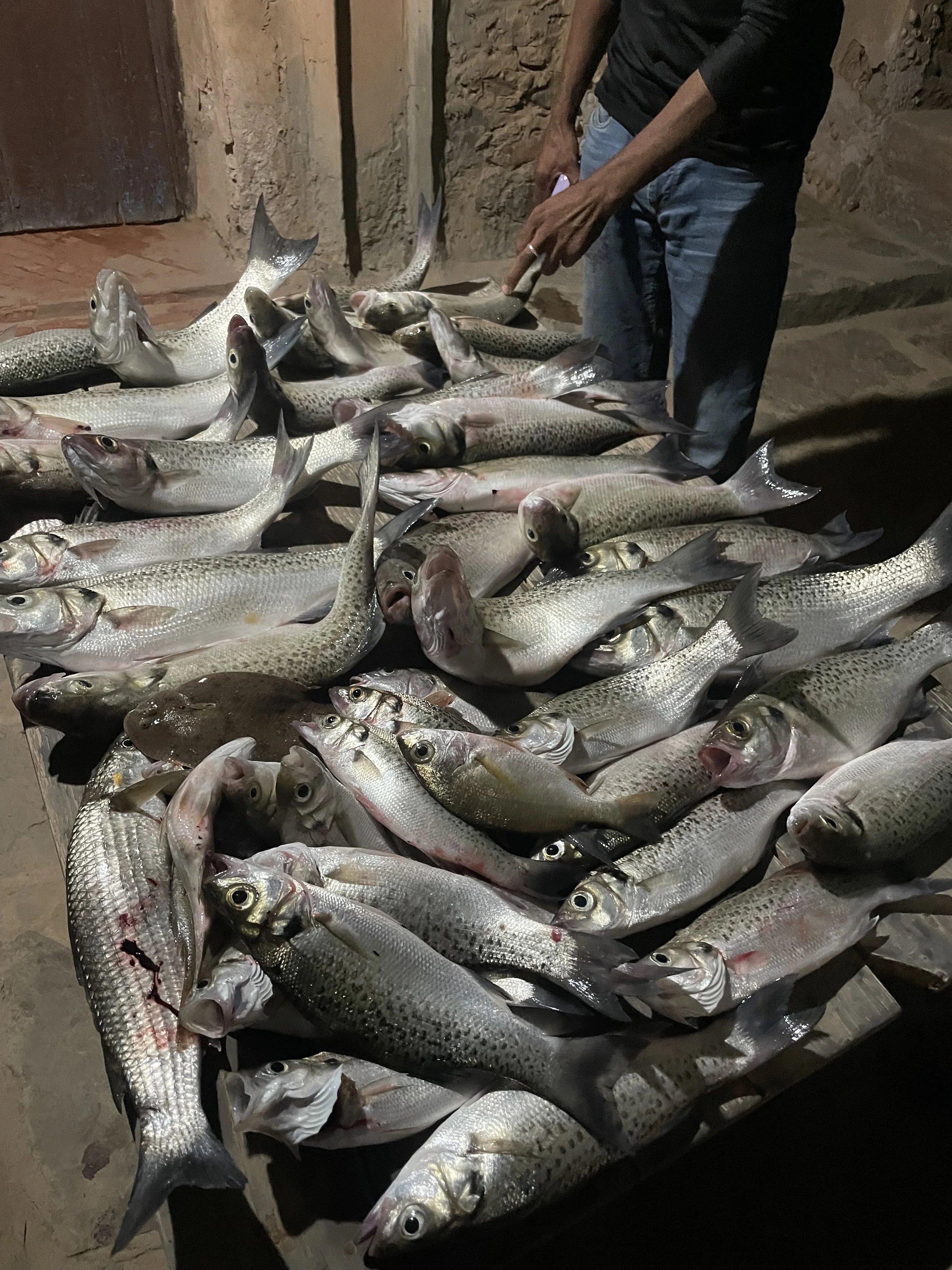 Fresh fish caught during the night in Plage Blanche, Morocco