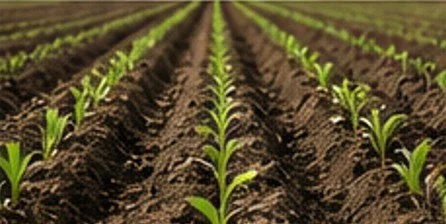 Rows of young green seedlings growing in soil on farmland