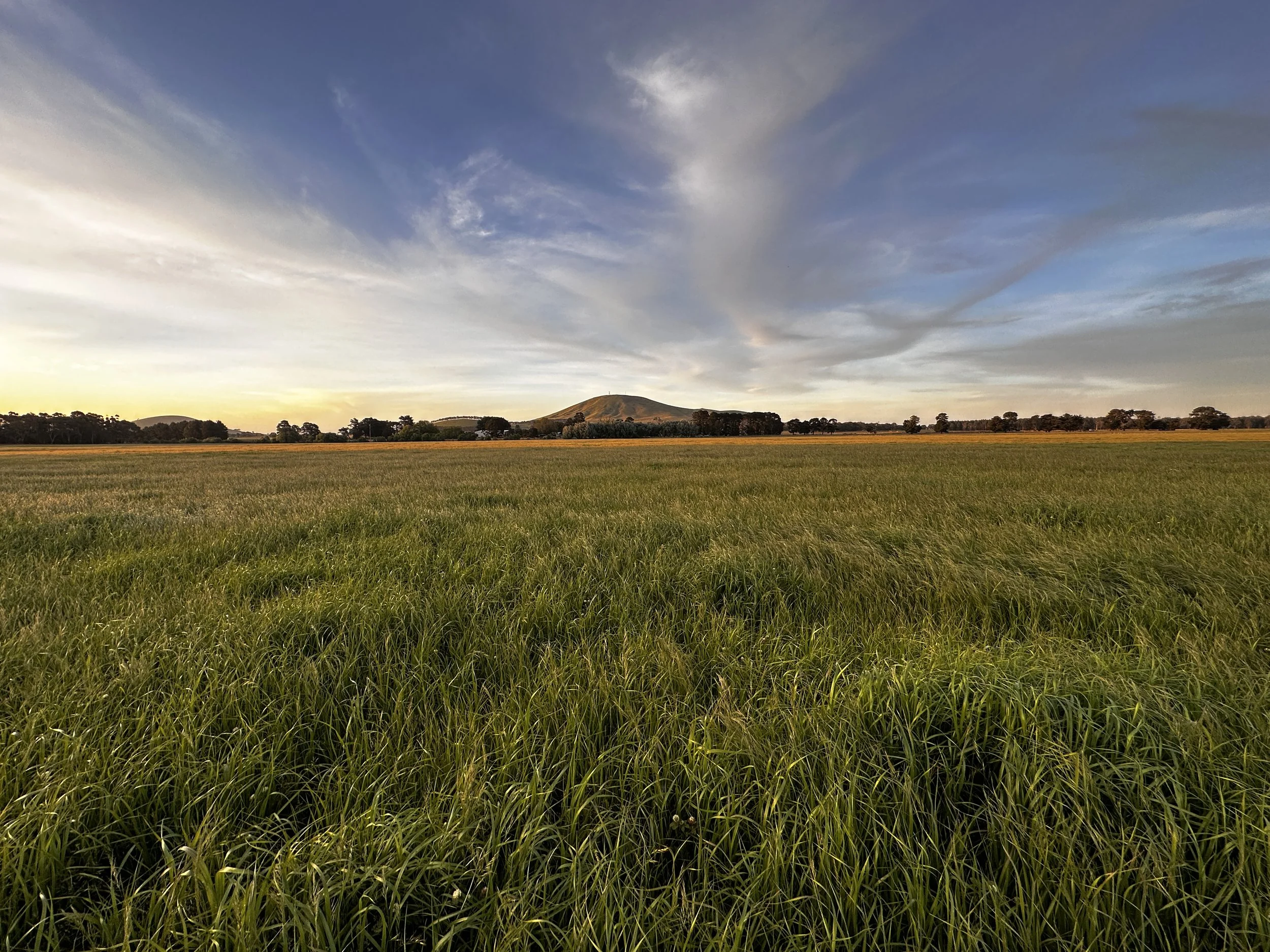Rye Grass and Clover pasture in full growth ready for hay cutting