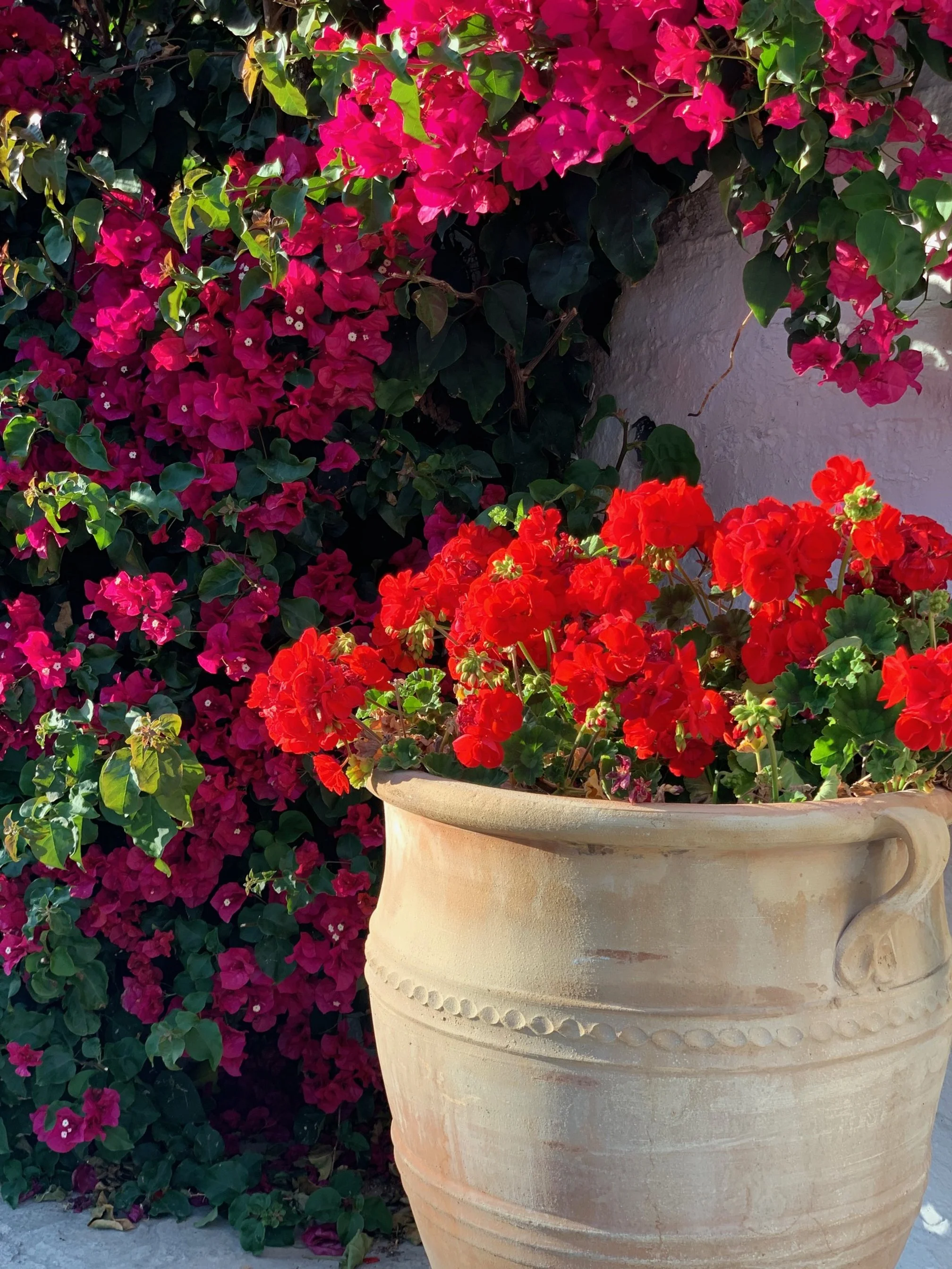 Pots and bougainvillea at Margarita Villa, Cyprus